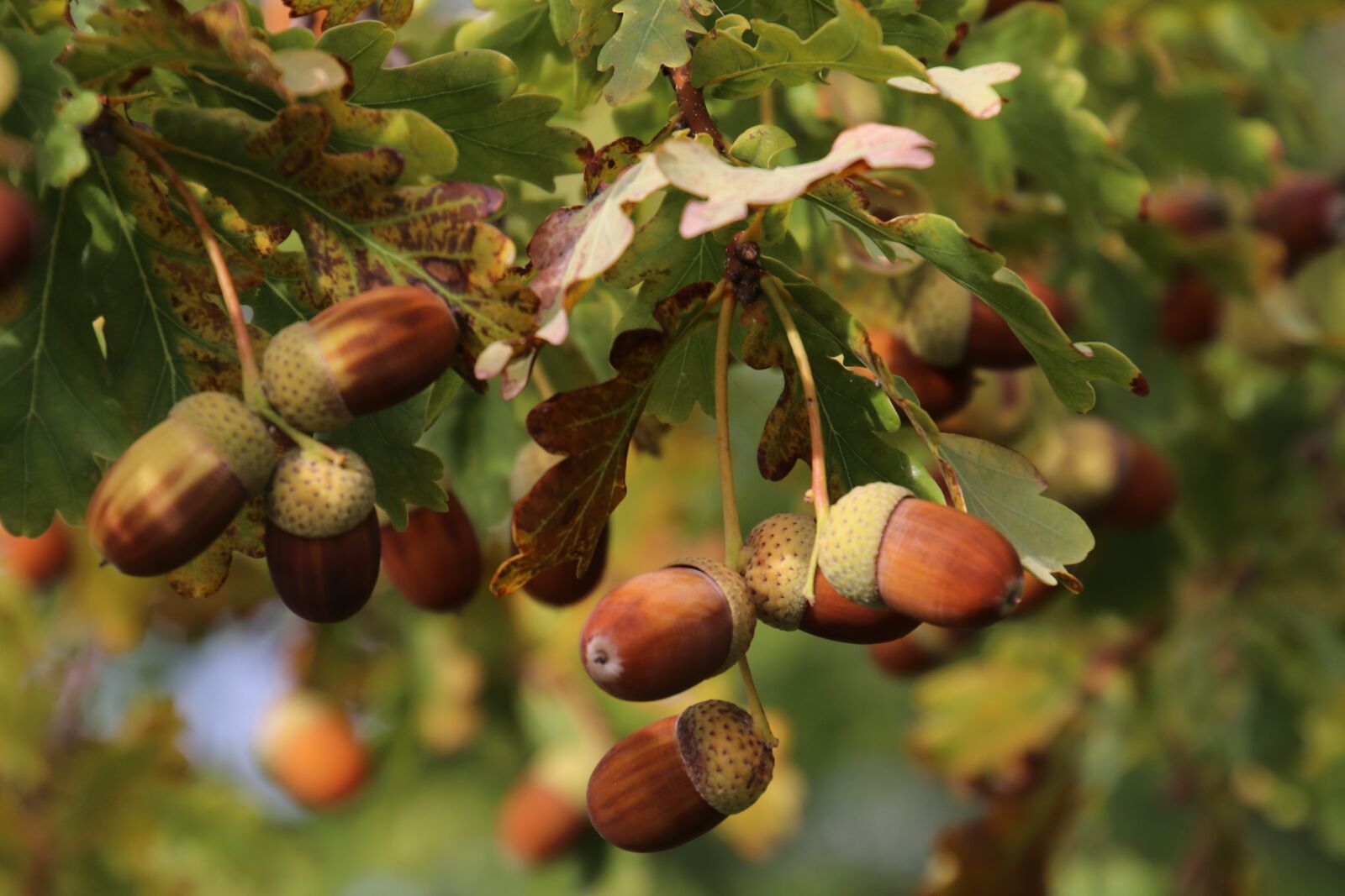 Canon EOS 80D sample photo. Acorns, oak, foliage photography