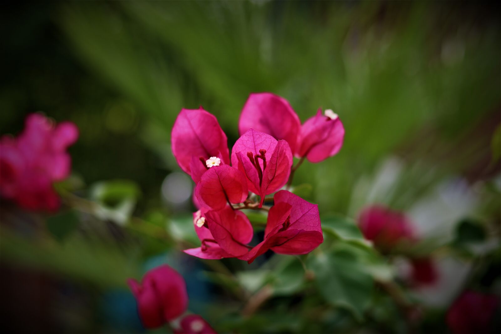 Canon EOS RP + Canon EF 50mm F1.8 STM sample photo. Flowers, garden, nature photography
