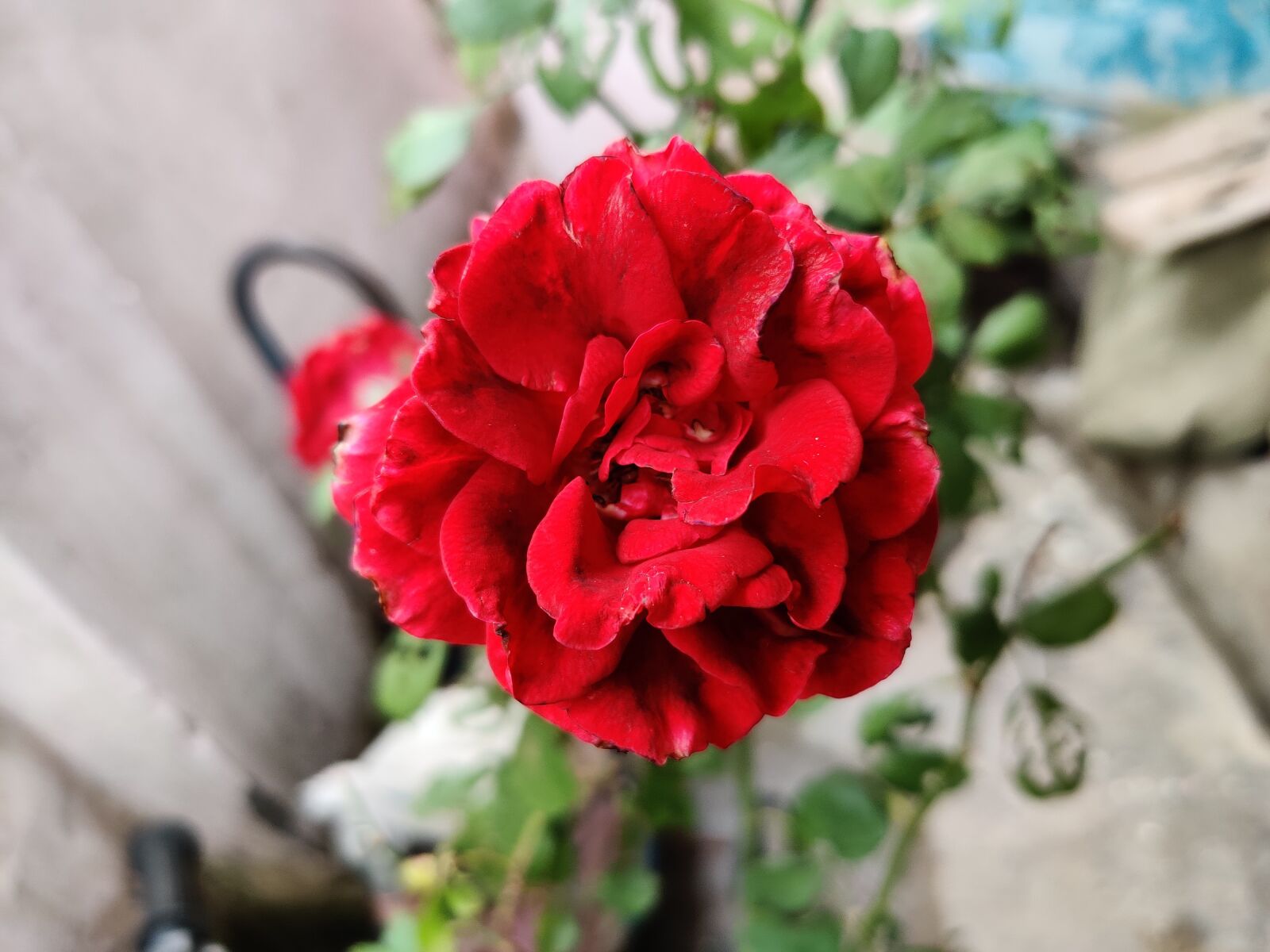 OnePlus HD1901 sample photo. Roses, red rose, flowers photography