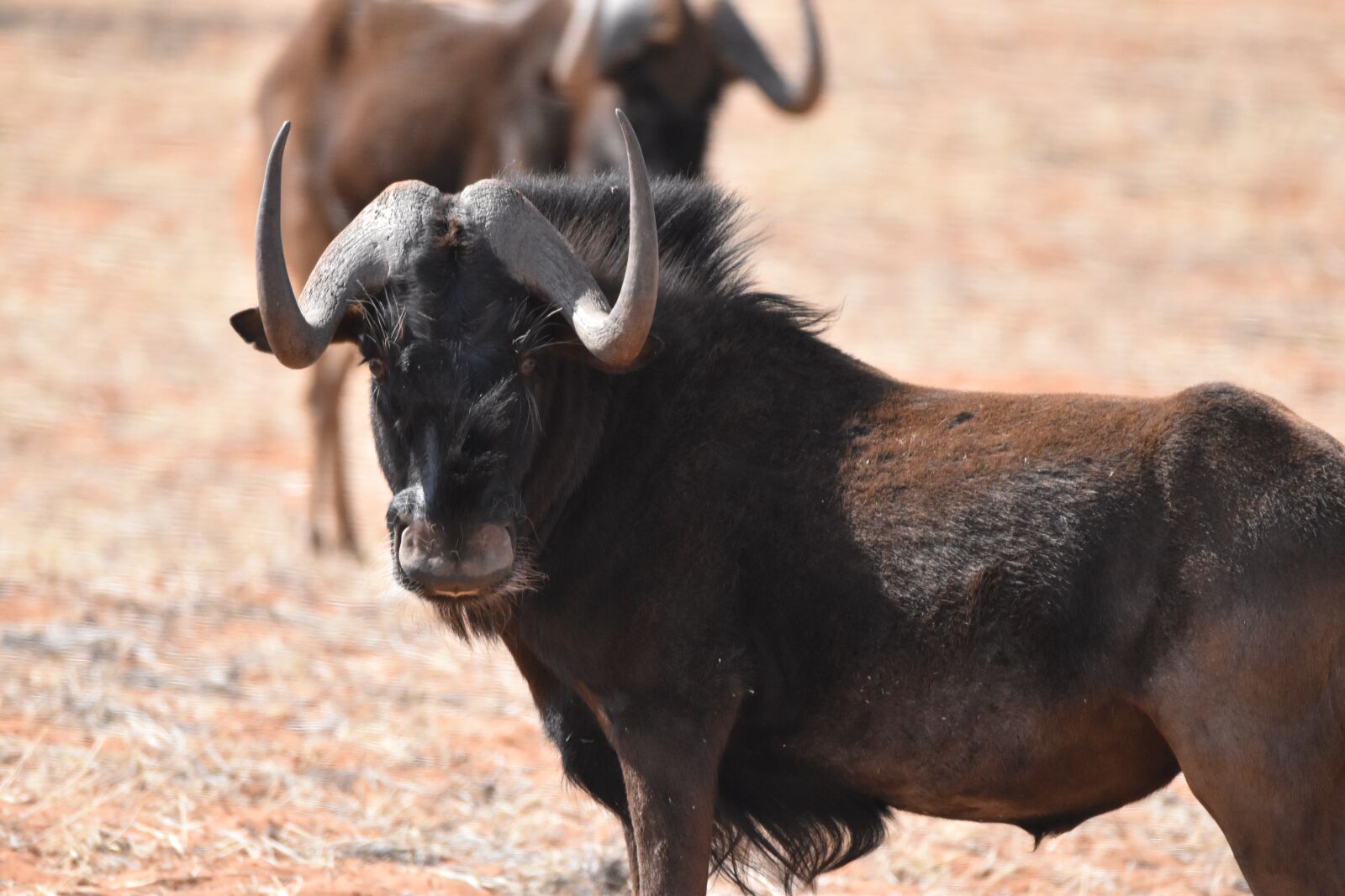 Nikon D5500 sample photo. Black wildebeest, namibia, kalahari photography
