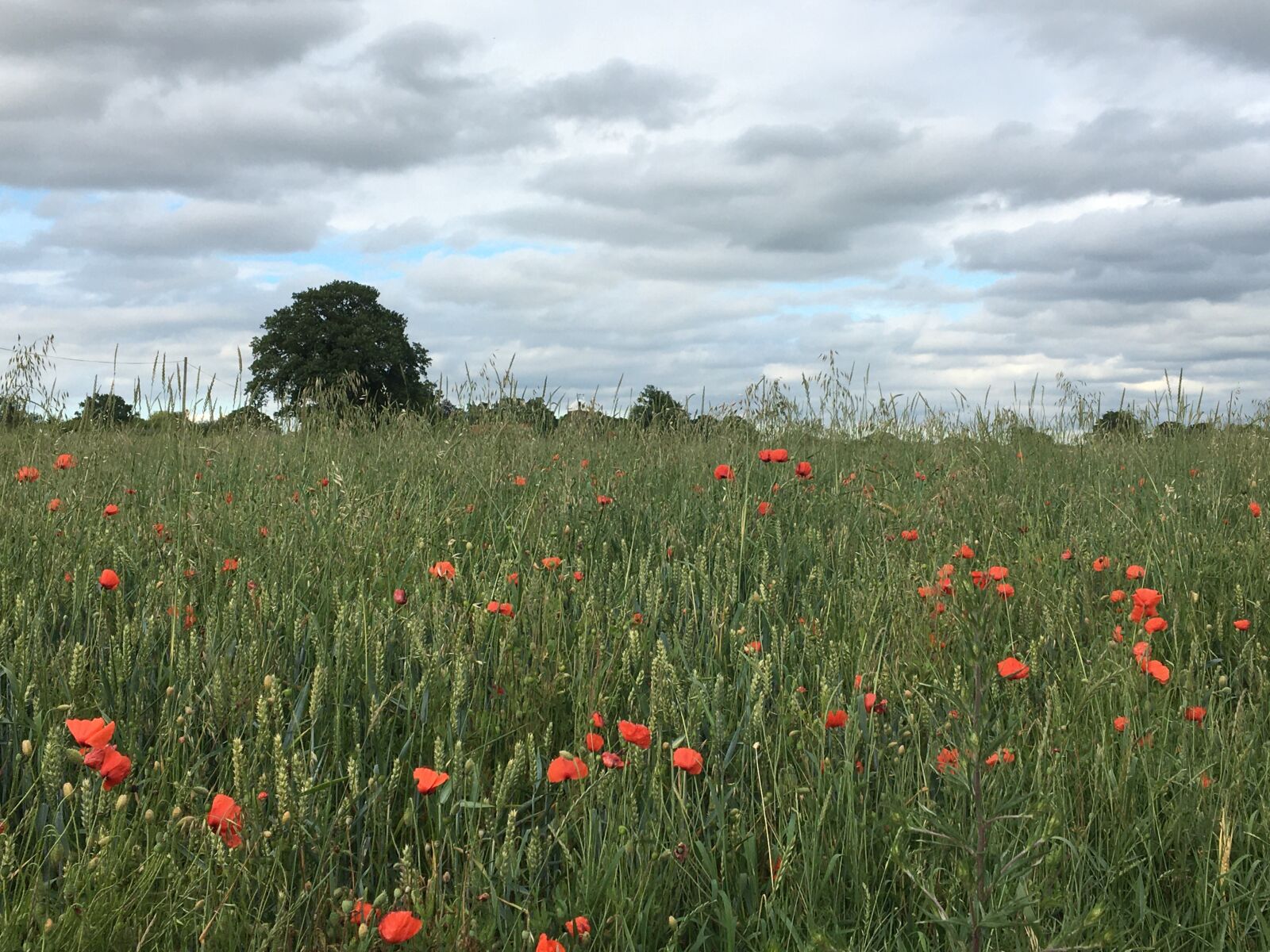 Apple iPhone 6s sample photo. Summer, meadow, field photography