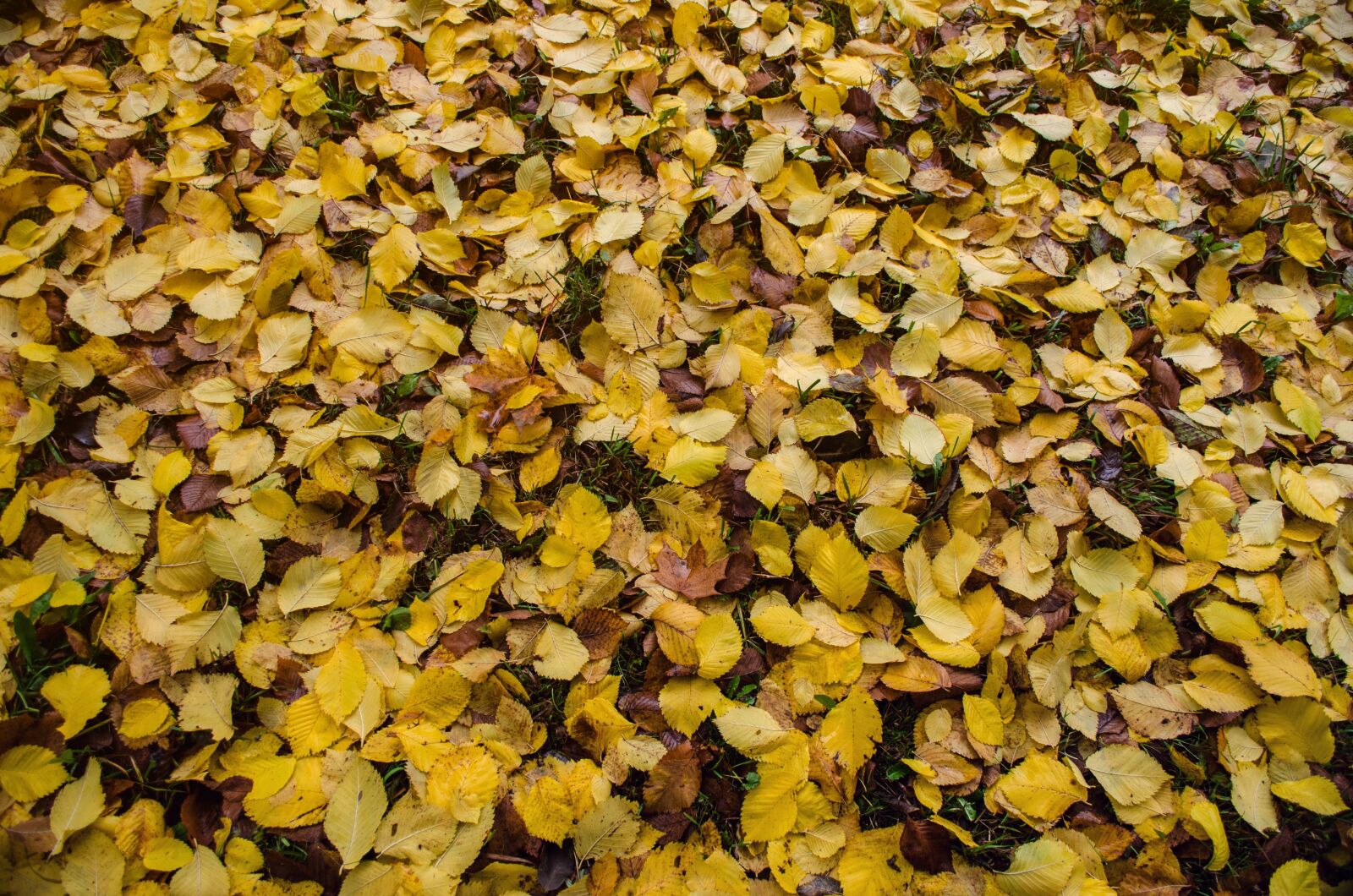 Nikon D5100 sample photo. Autumn, leaves, nature photography
