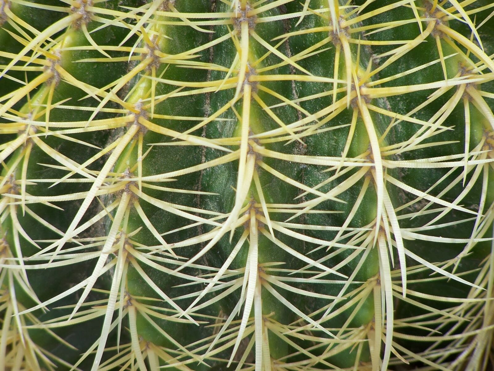Kodak Z650 ZOOM DIGITAL CAMERA sample photo. Cactus, green, thorns photography