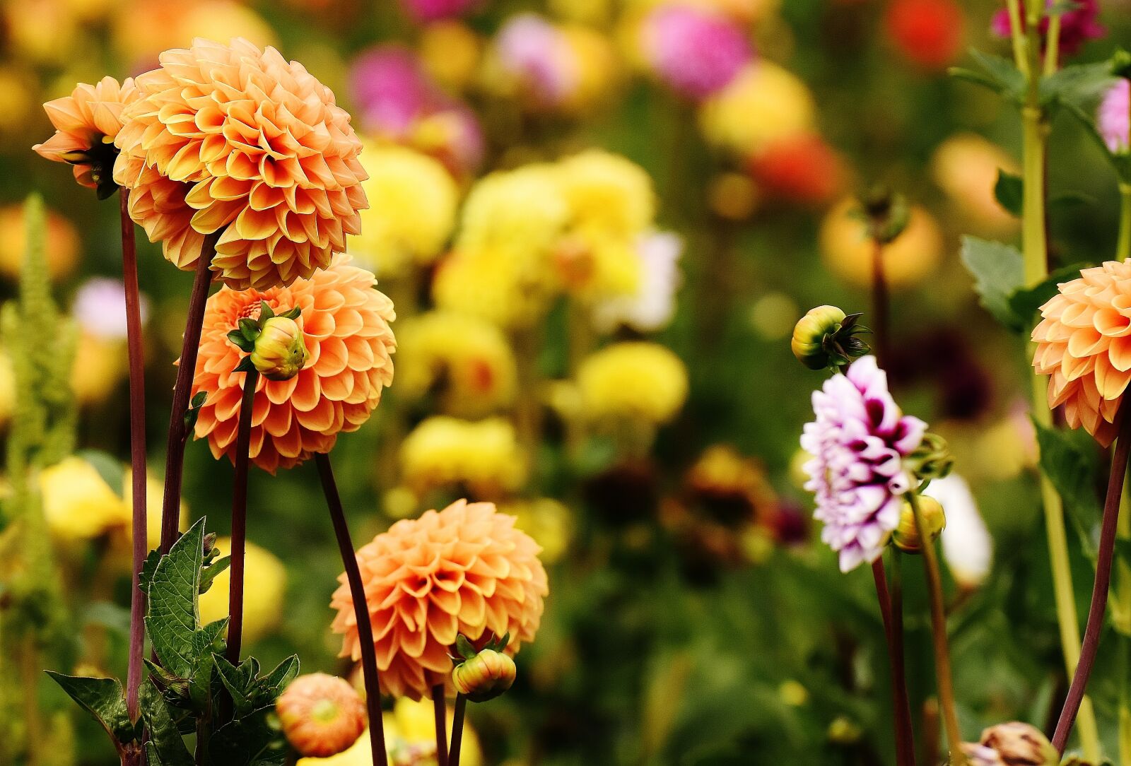Nikon D7200 sample photo. Dahlia, dahlias, autumn photography