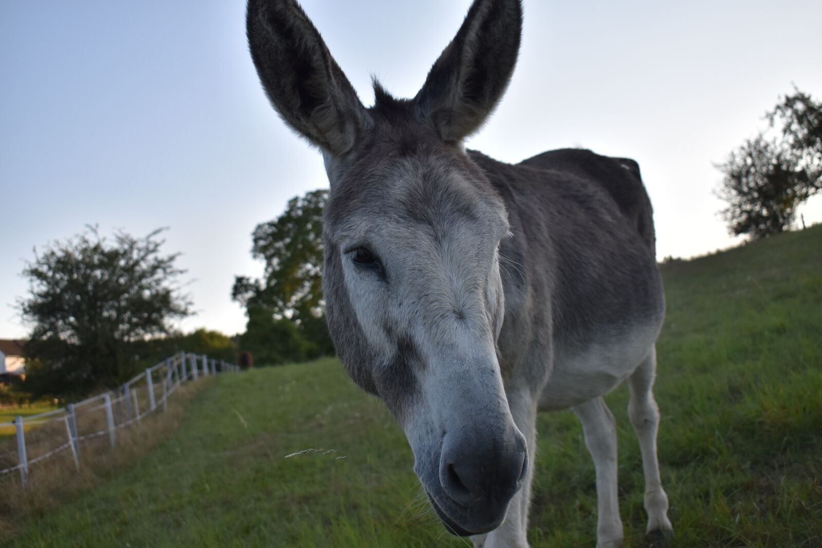 Nikon D3500 sample photo. Donkey, pasture, animal photography