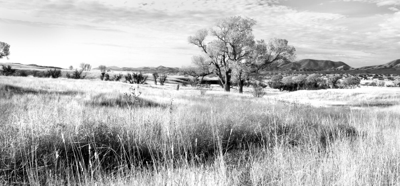 Canon EOS 500D (EOS Rebel T1i / EOS Kiss X3) sample photo. Black, and, white, field photography