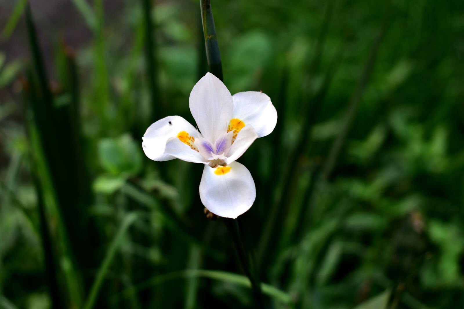 Nikon D5600 sample photo. Flower, white, plant photography