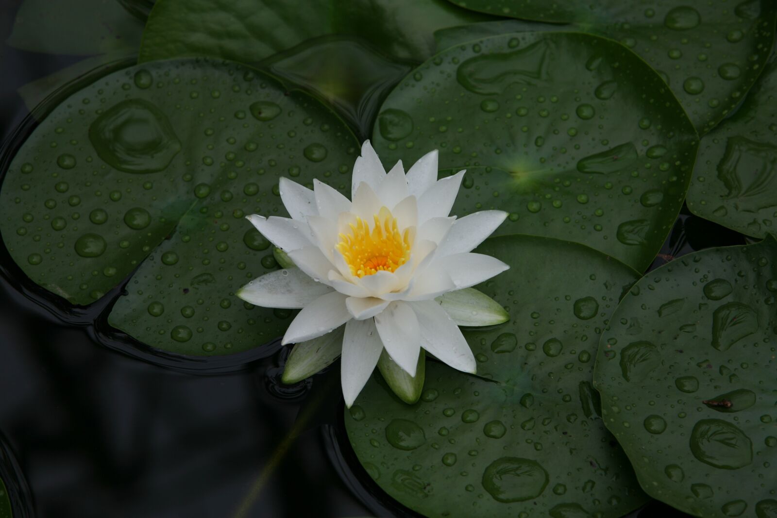 Canon EOS 5D sample photo. Nature, plants, park photography