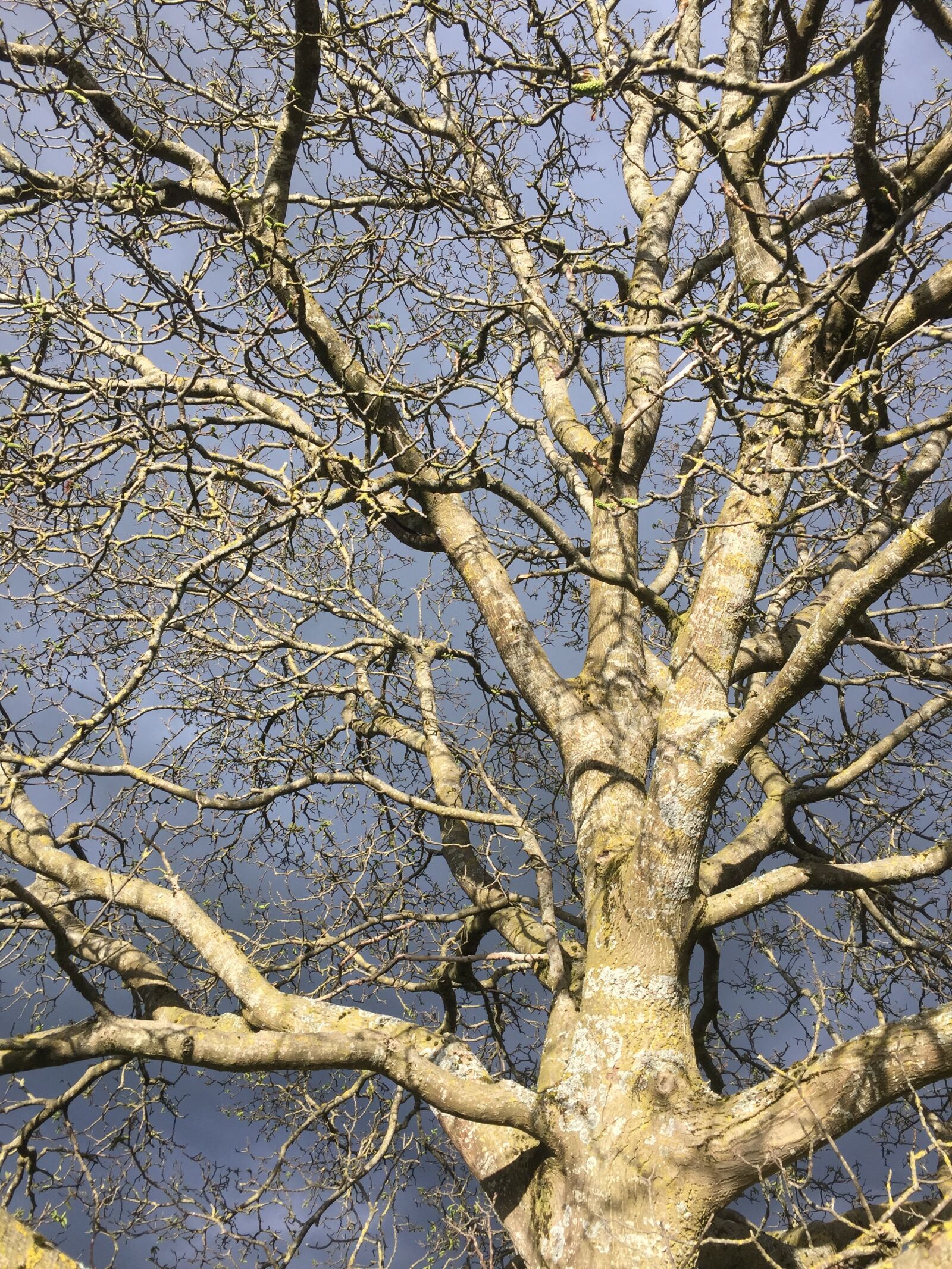 Apple iPhone 6 sample photo. Tree, wood, branch photography