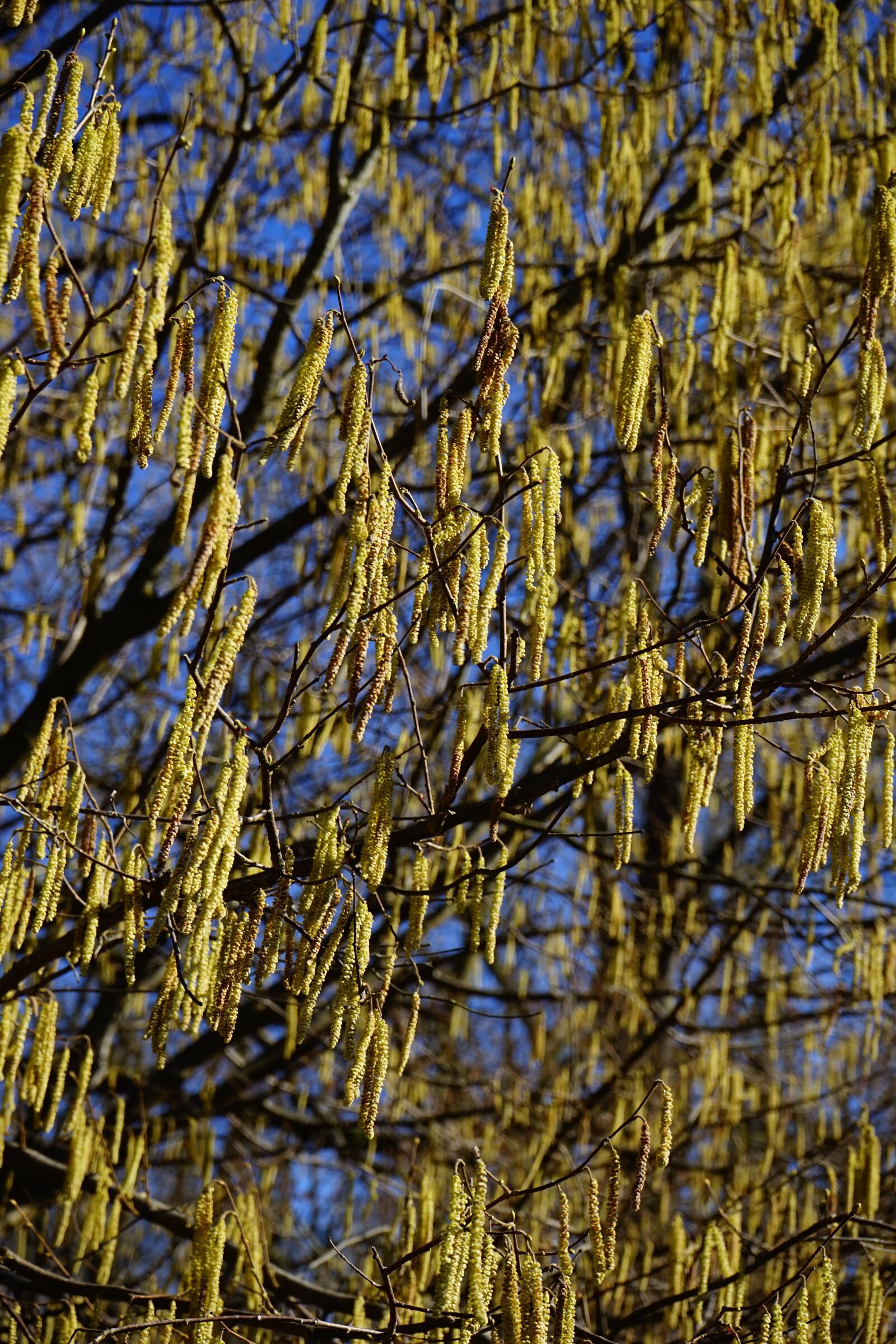 Sony a7 sample photo. Common hazel, inflorescences, male photography