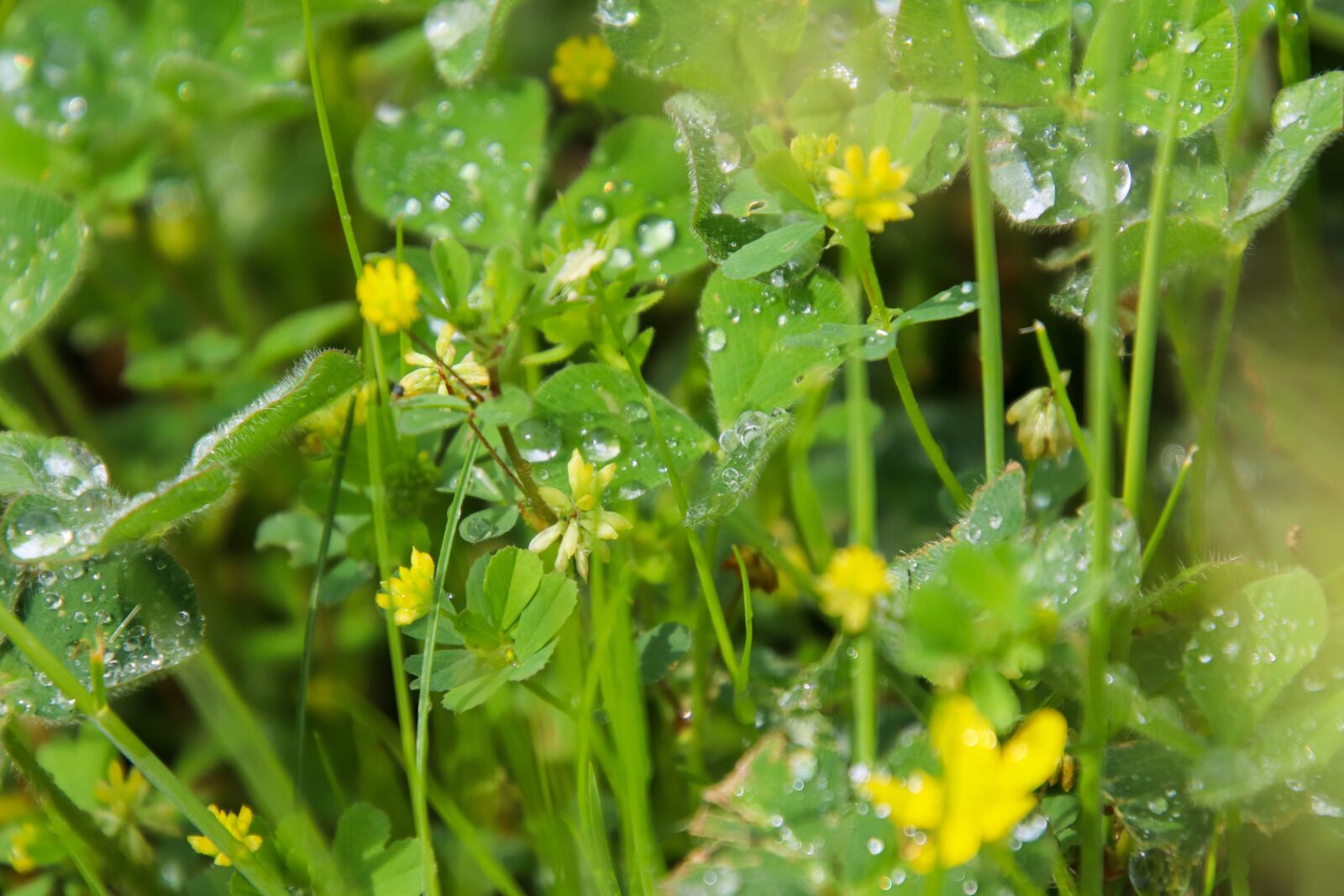 Canon EOS 800D (EOS Rebel T7i / EOS Kiss X9i) sample photo. Clover, rain, rainy photography