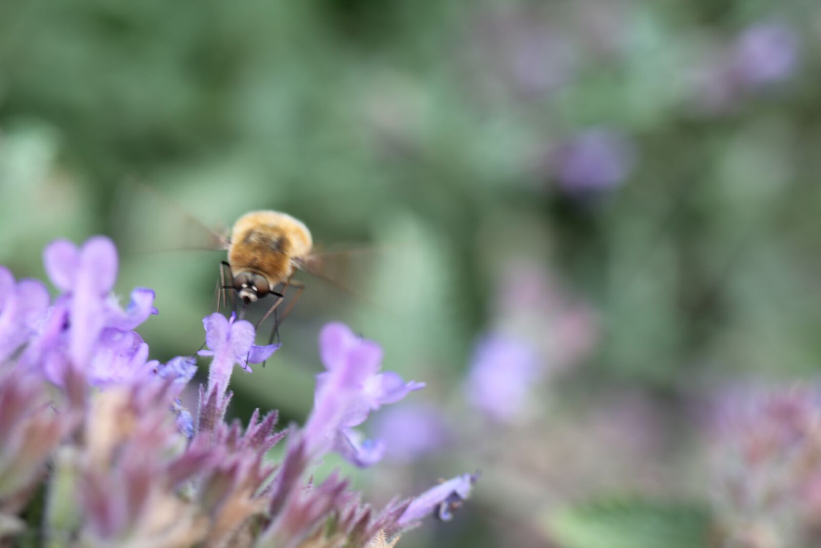 Canon EOS 550D (EOS Rebel T2i / EOS Kiss X4) sample photo. Hummingbird hawk moth, insect photography