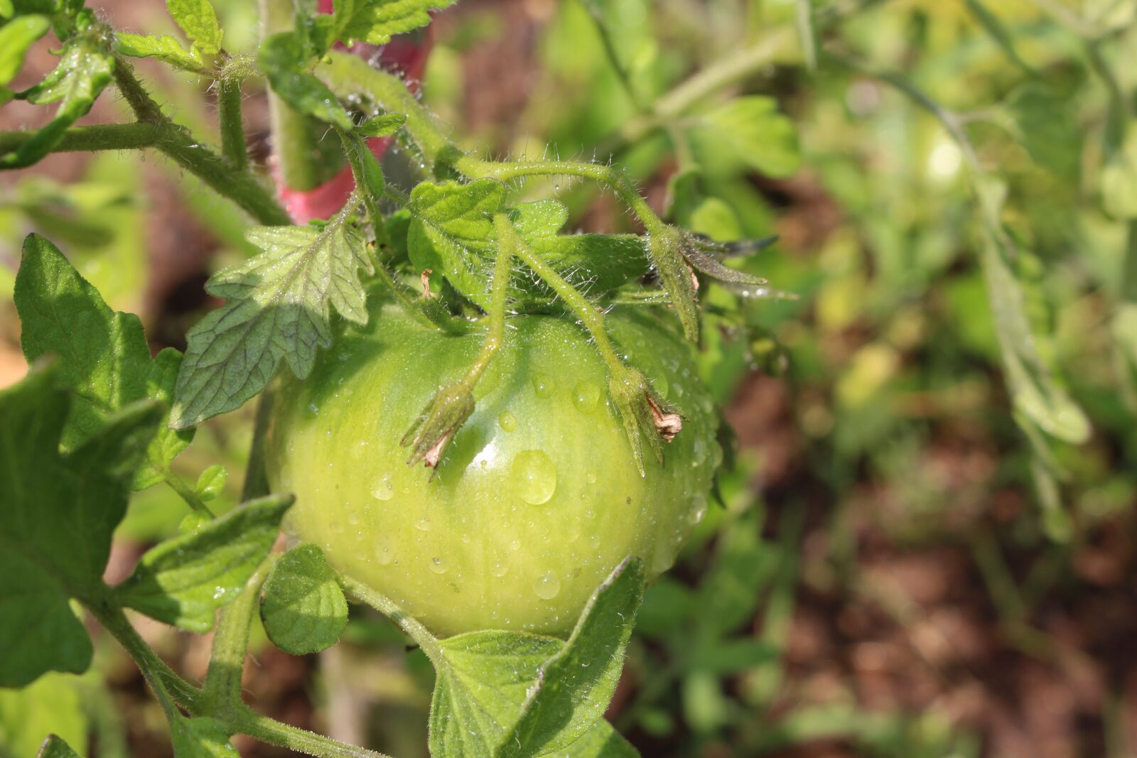 Canon EOS 700D (EOS Rebel T5i / EOS Kiss X7i) sample photo. Tomato, fruit photography