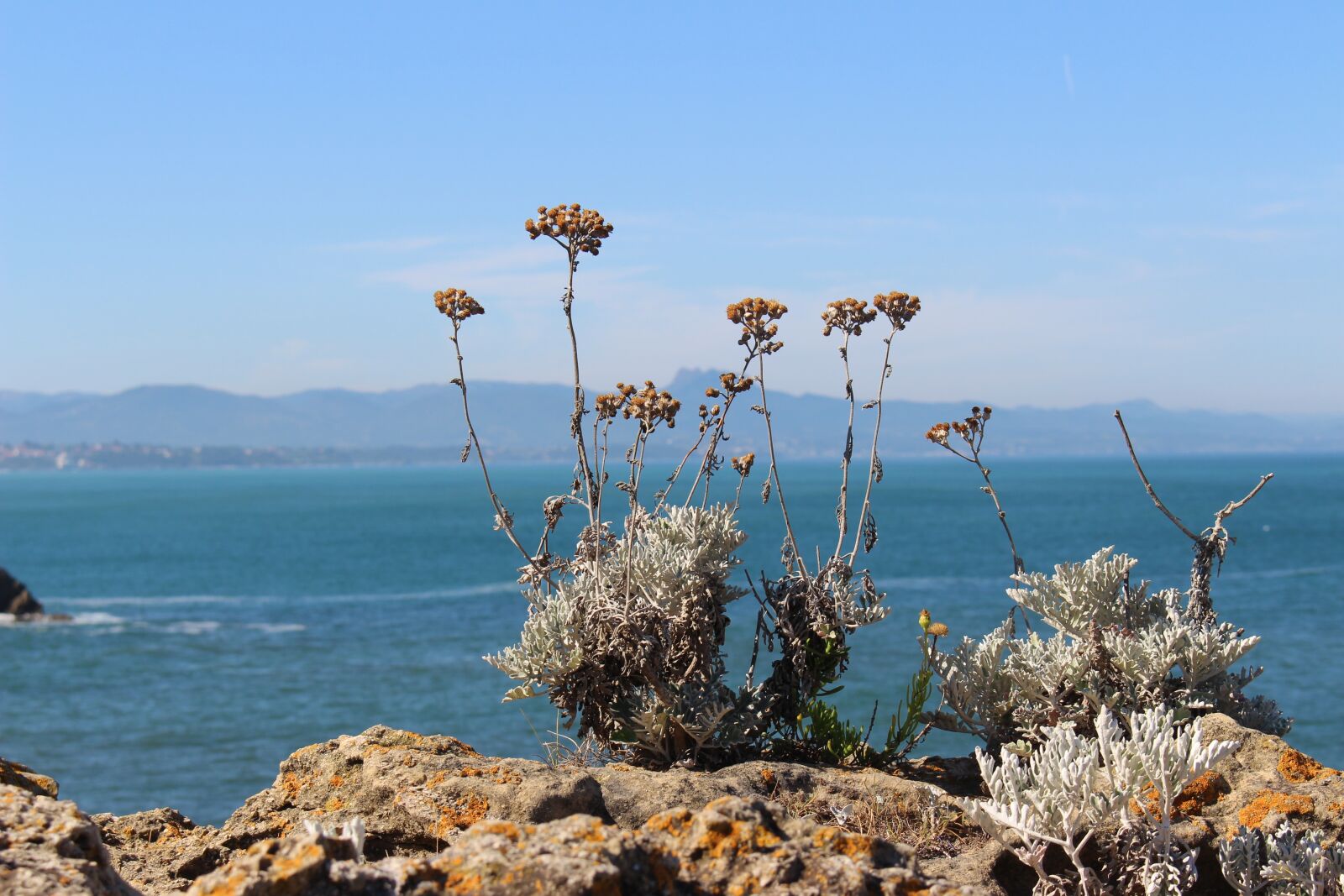 Canon EOS 700D (EOS Rebel T5i / EOS Kiss X7i) sample photo. Plant, sea, mountains photography