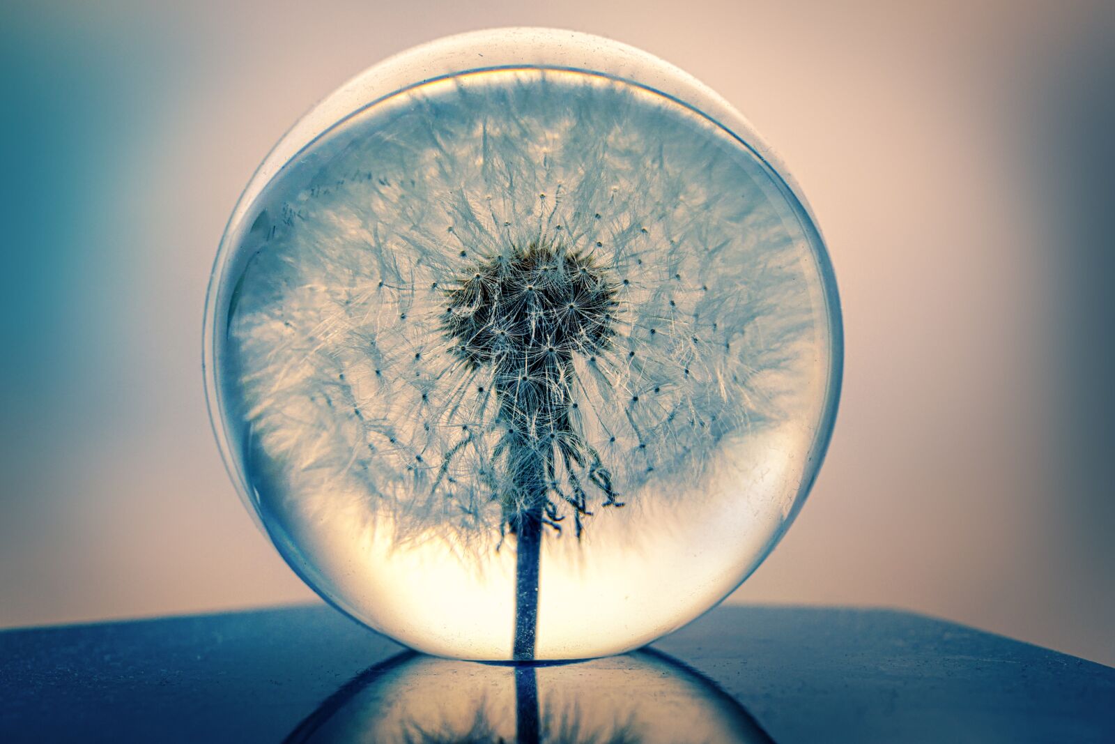 Panasonic Lumix DMC-GX8 sample photo. Decoration, dandelion, glass photography