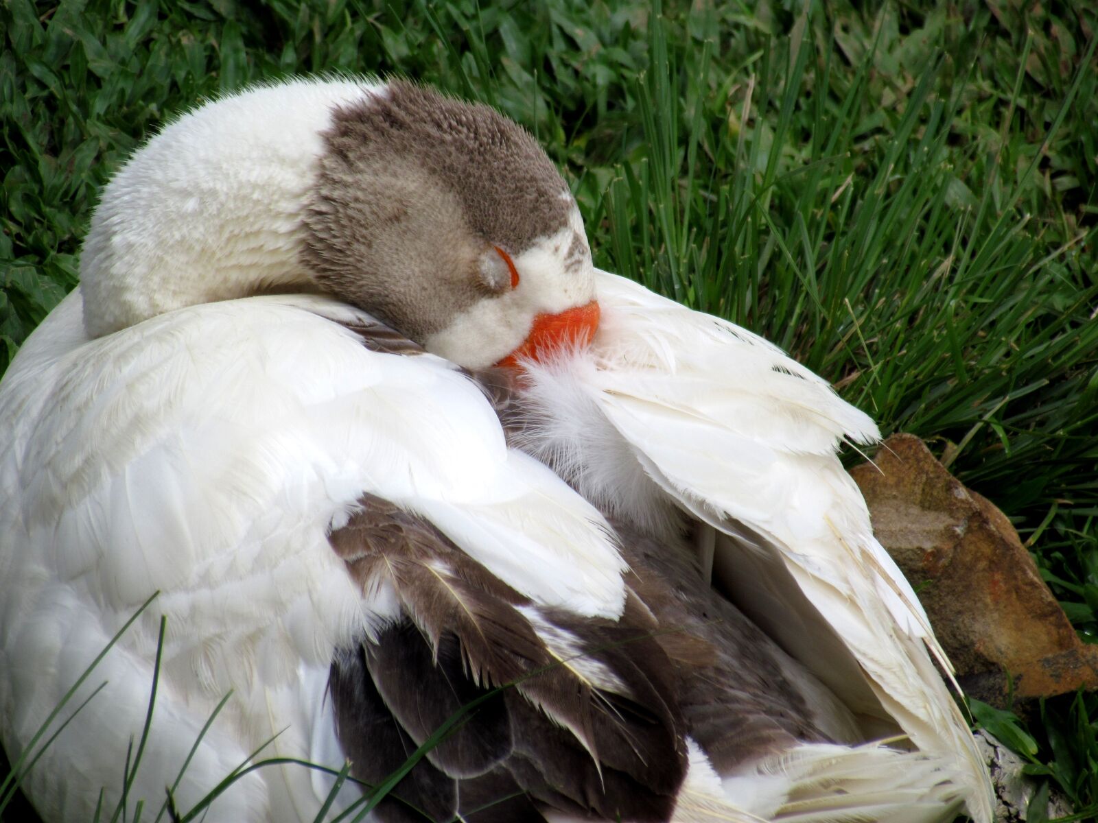 Canon PowerShot SX30 IS sample photo. Duck, nature, sunbathing photography