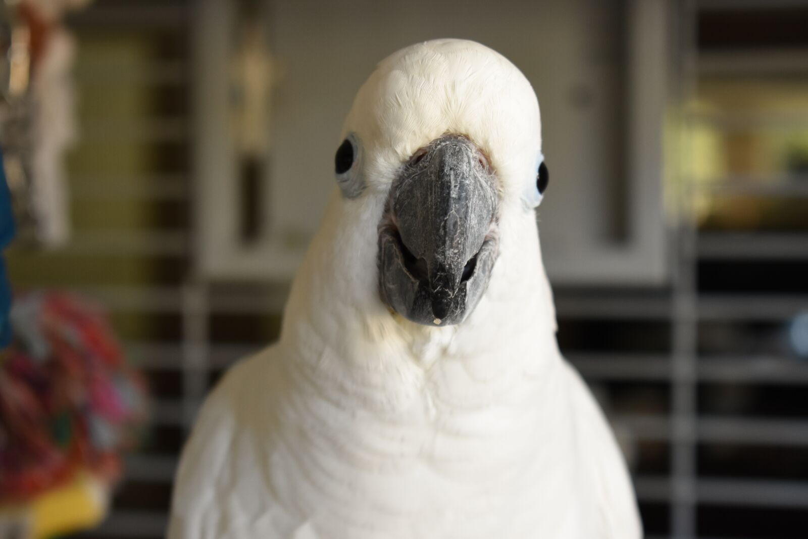 Nikon D3400 sample photo. White parrot, parrot, bird photography