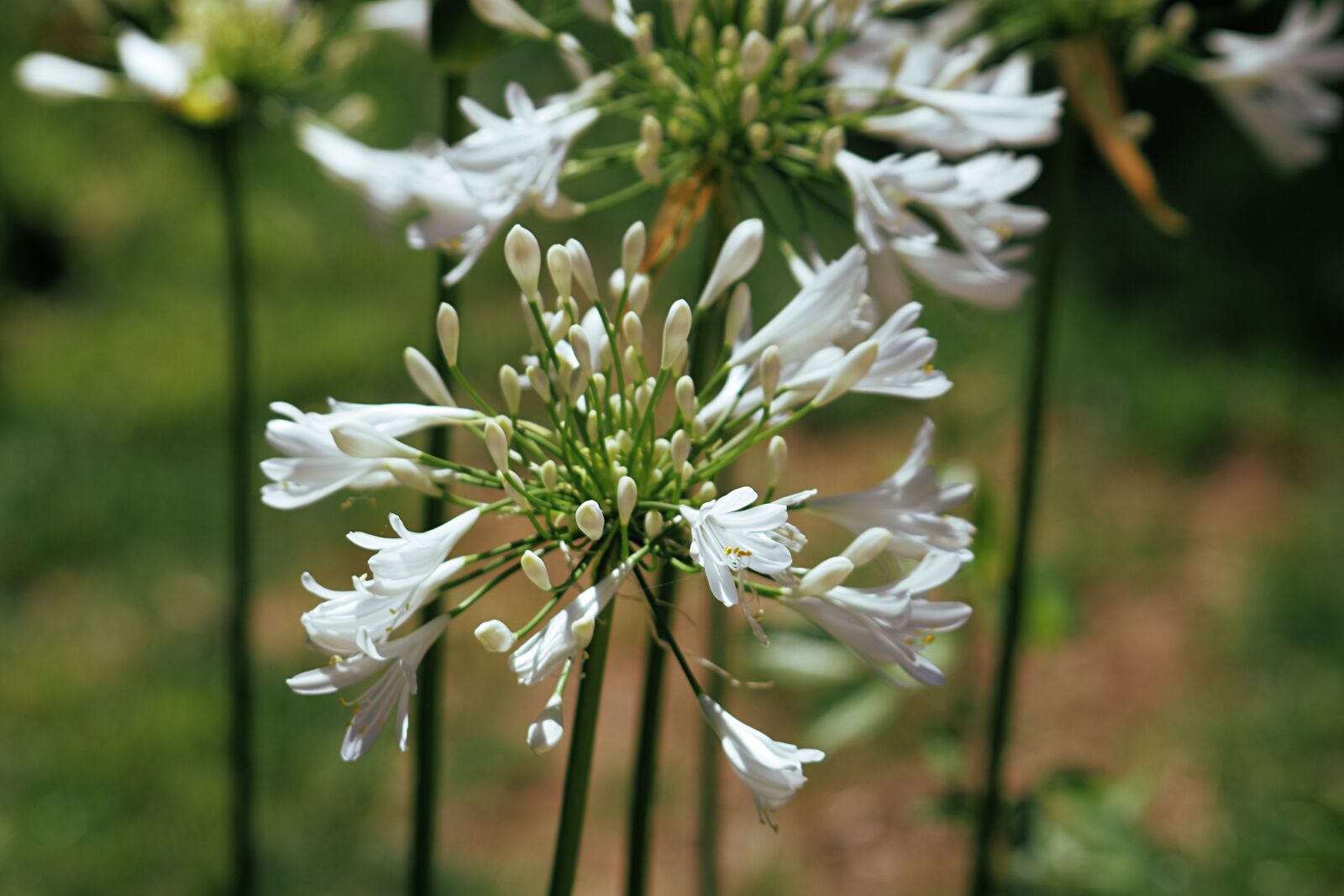 Canon EOS 750D (EOS Rebel T6i / EOS Kiss X8i) sample photo. Flower, petal, stem photography
