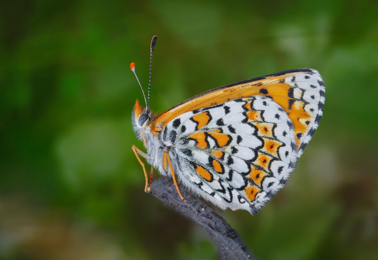 Canon EOS 400D (EOS Digital Rebel XTi / EOS Kiss Digital X) sample photo. Butterfly, pattern, wings photography