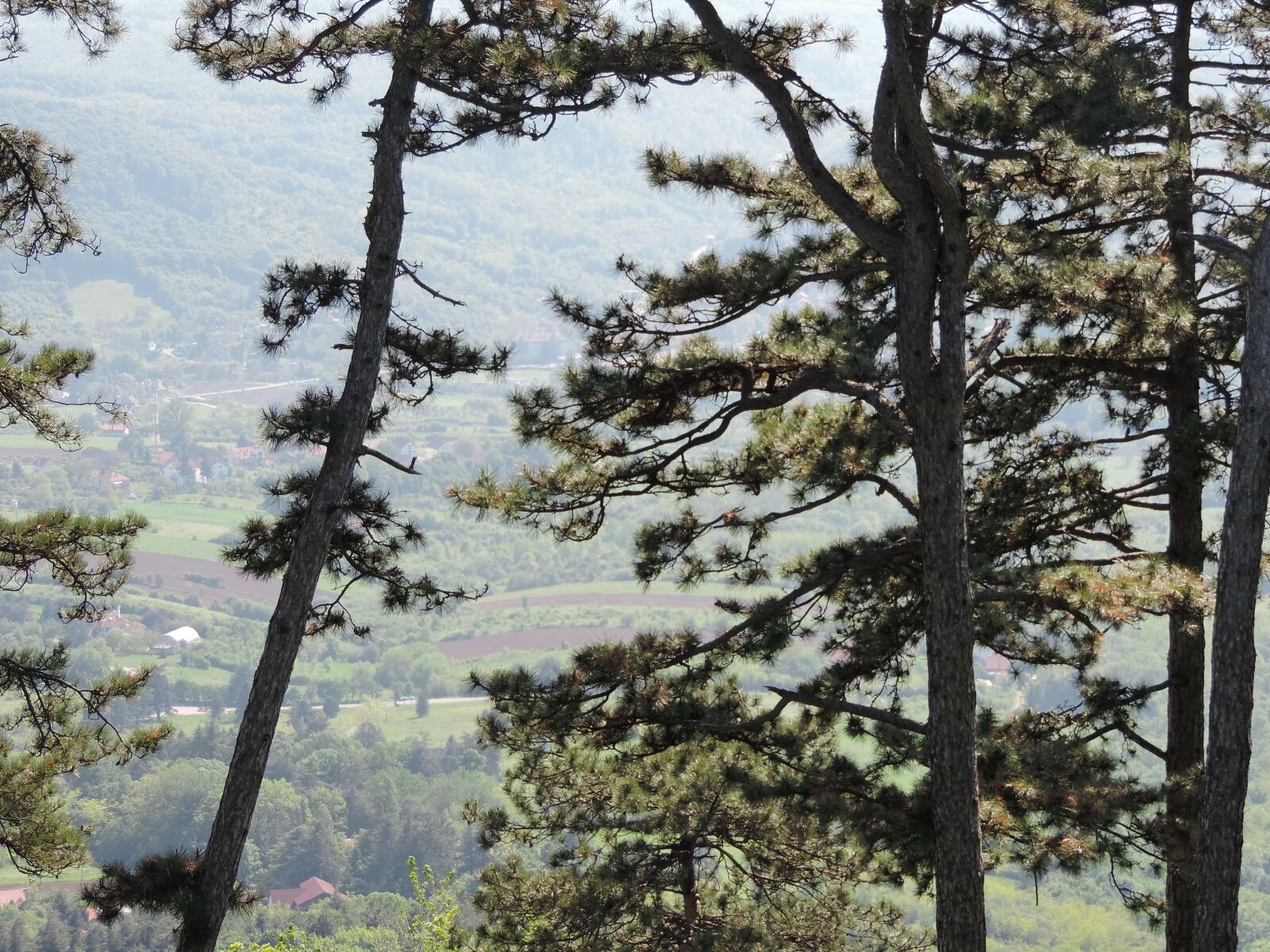 Nikon Coolpix P520 sample photo. Conifers, hills, hillside, landscape photography