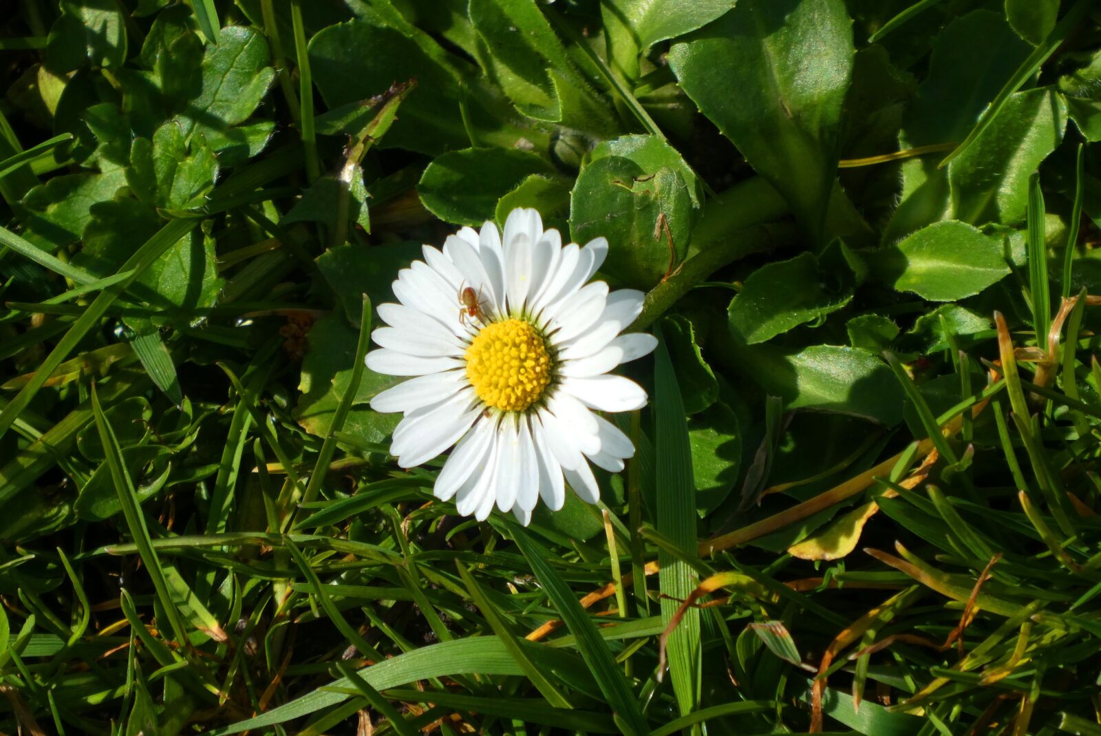 Panasonic Lumix DC-ZS70 (Lumix DC-TZ90) sample photo. Daisy, grass, spring photography
