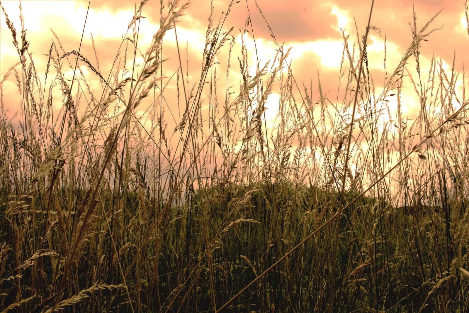 Canon EF-S 24mm F2.8 STM sample photo. Summer, wheat, field photography