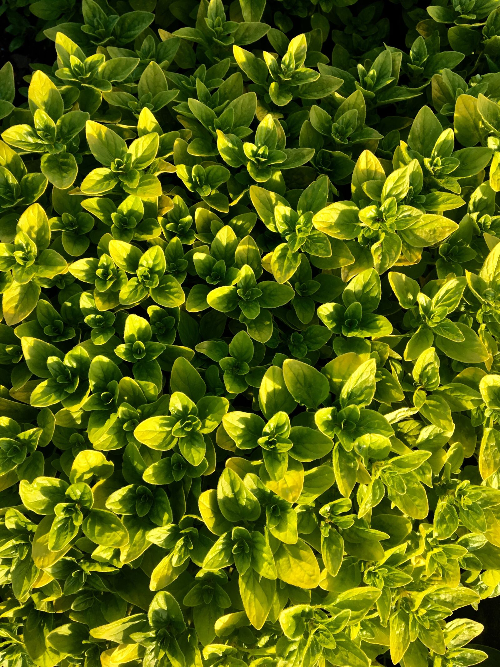 Apple iPhone 6s sample photo. Oregano, plant, herbs photography