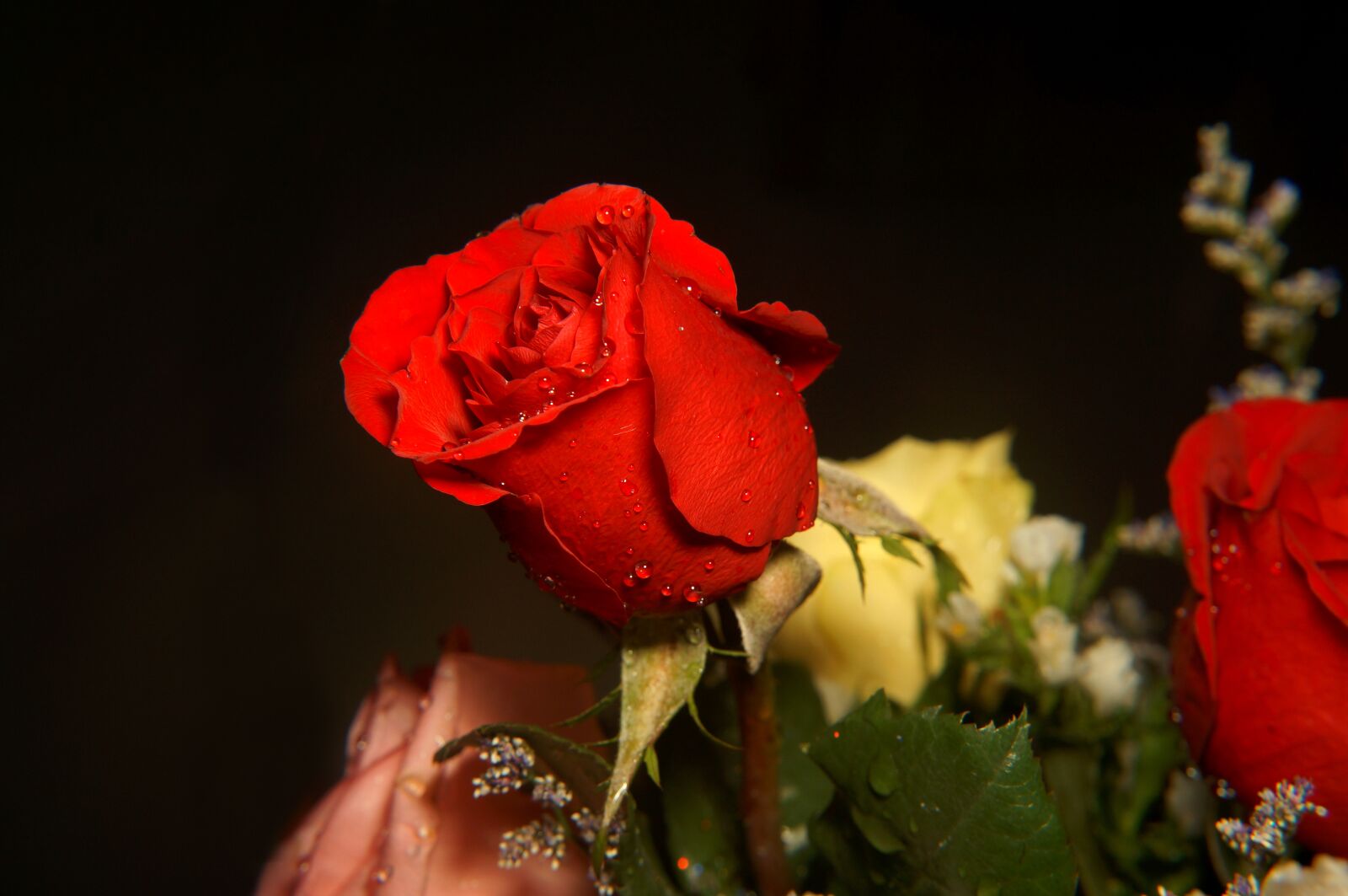 Sony Alpha NEX-F3 + Sony E 18-55mm F3.5-5.6 OSS sample photo. Roses, love, red rose photography