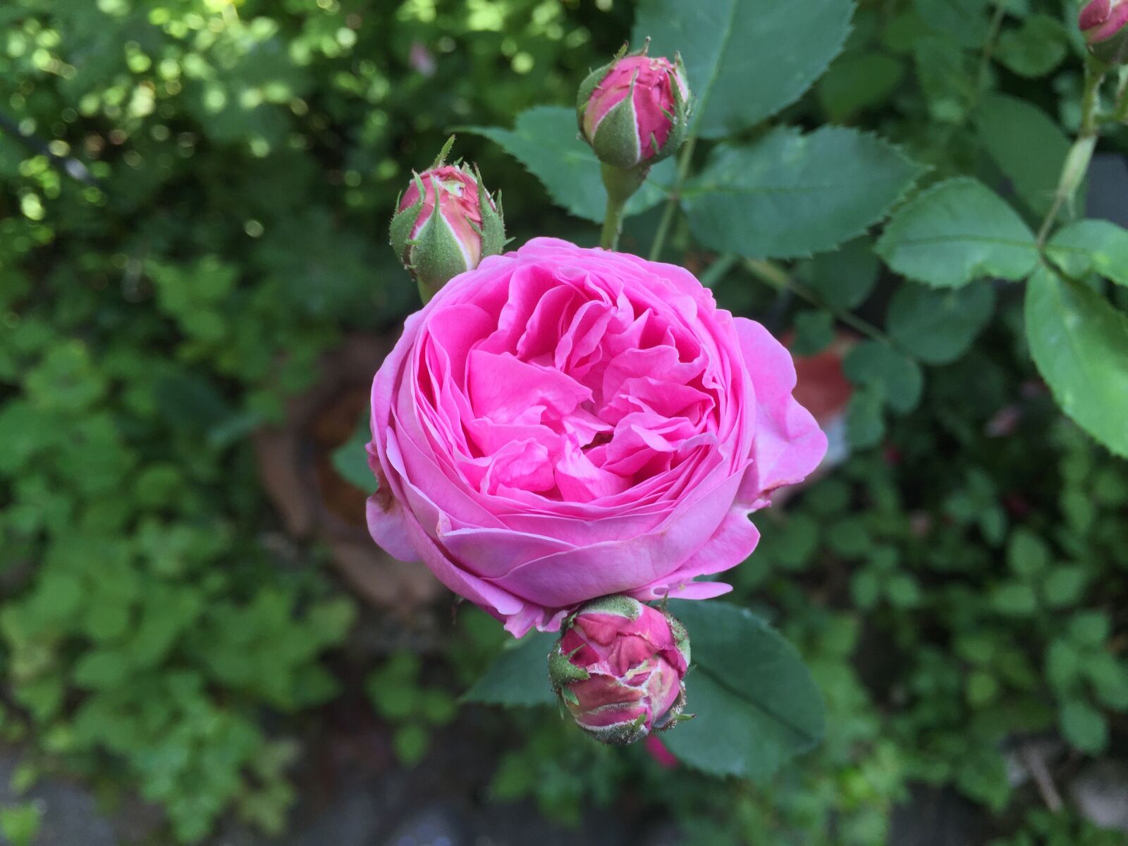 iPhone 6 back camera 4.15mm f/2.2 sample photo. Rose, flower, rose bloom photography