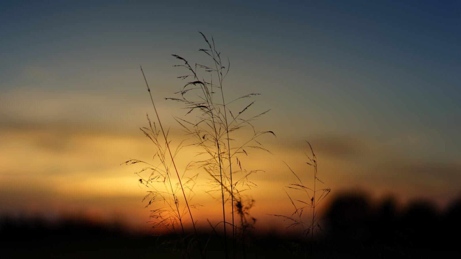 Sony a7 sample photo. Sunset, nature, field photography