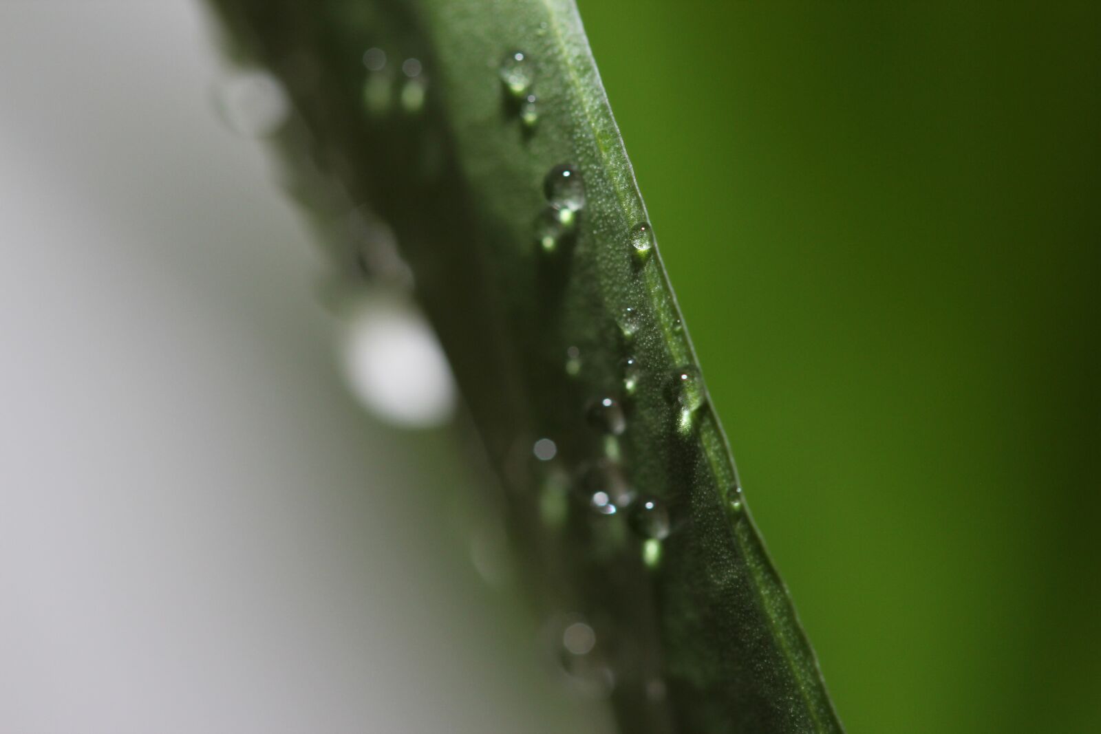 Canon EOS 600D (Rebel EOS T3i / EOS Kiss X5) + Canon EF-S 60mm F2.8 Macro USM sample photo. Dew, plant, leaf photography