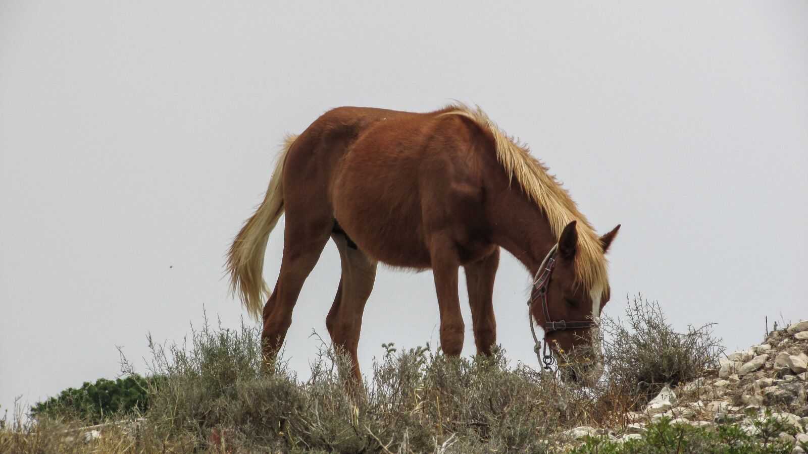 Canon PowerShot SX400 IS sample photo. Horse, animal, brown photography