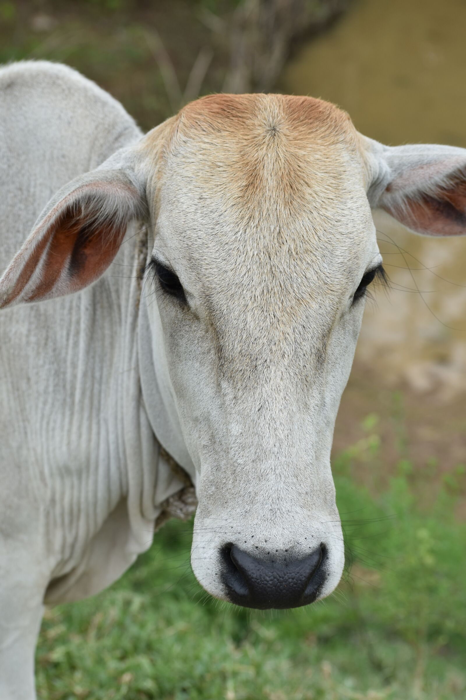 Nikon D3400 sample photo. Farmer, cow, india photography