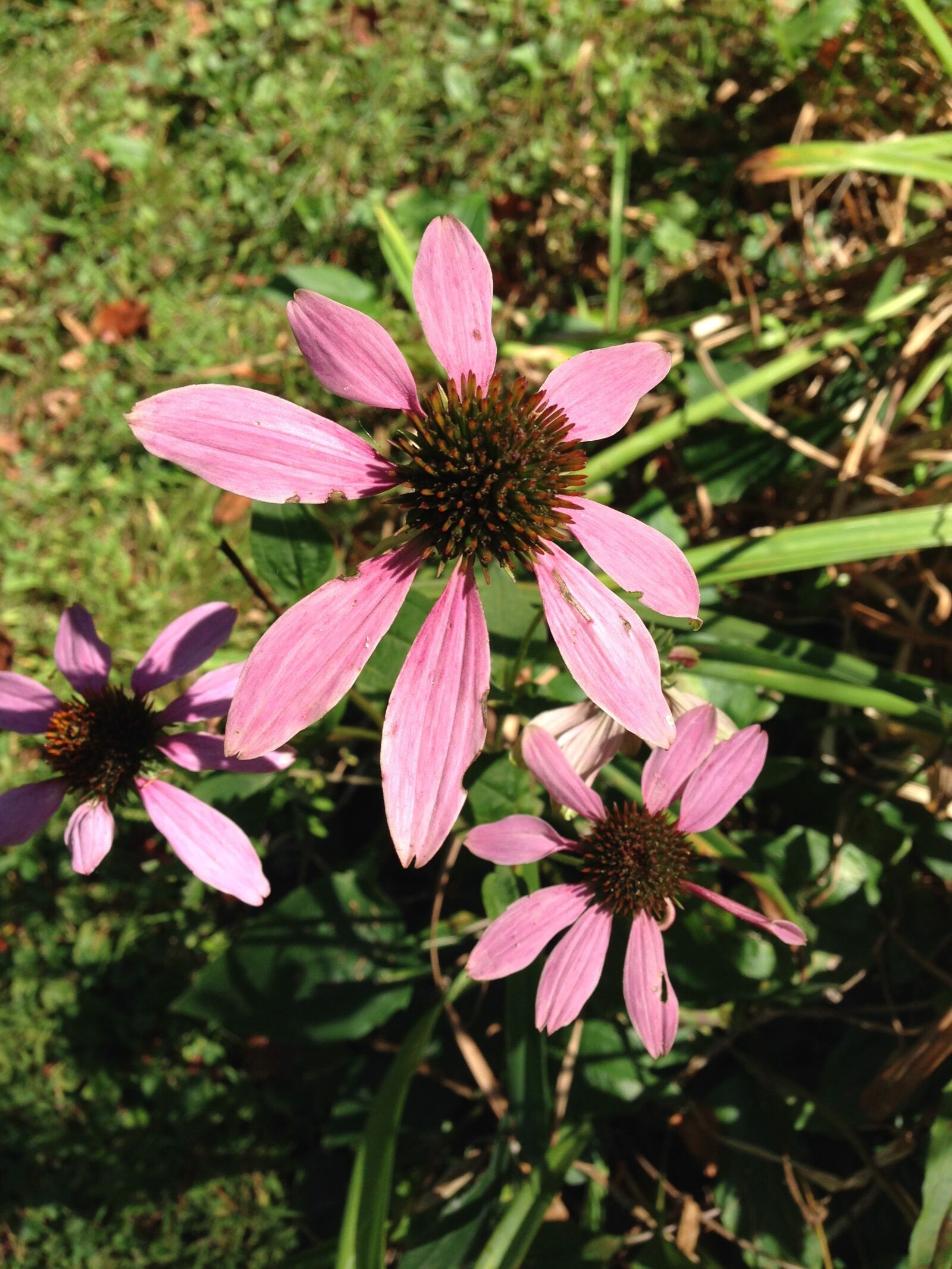 iPhone 5 back camera 4.12mm f/2.4 sample photo. Black-eyed susans, dried flowers photography