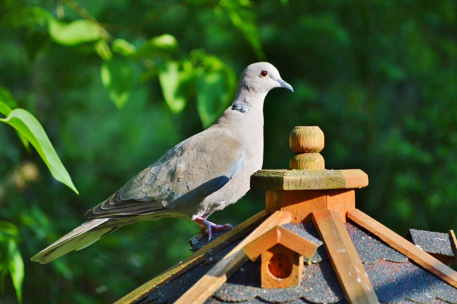 Nikon D3200 sample photo. Dove, bird, collared photography