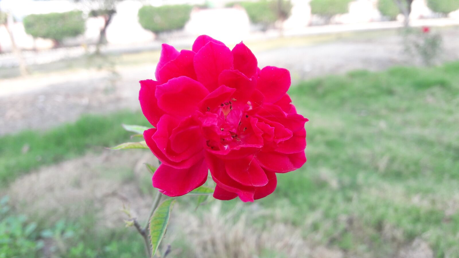 Samsung Galaxy J7 sample photo. Rose, gulab, roses photography