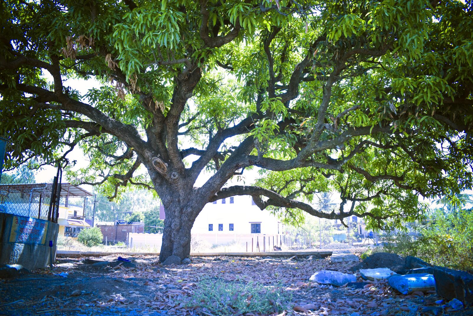 Nikon D5600 sample photo. Mango tree, nature, tree photography