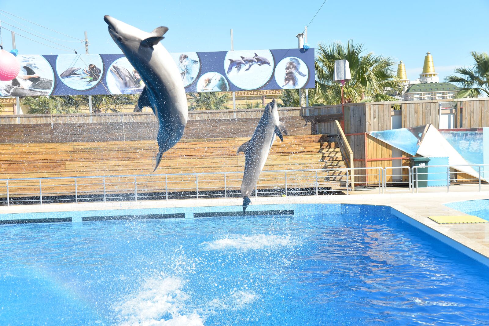 Nikon D610 sample photo. Dolphins, dolphin show, dolphin photography