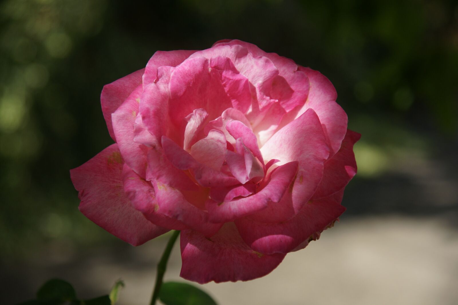Sony Alpha DSLR-A700 sample photo. Rosa, nature, flower photography
