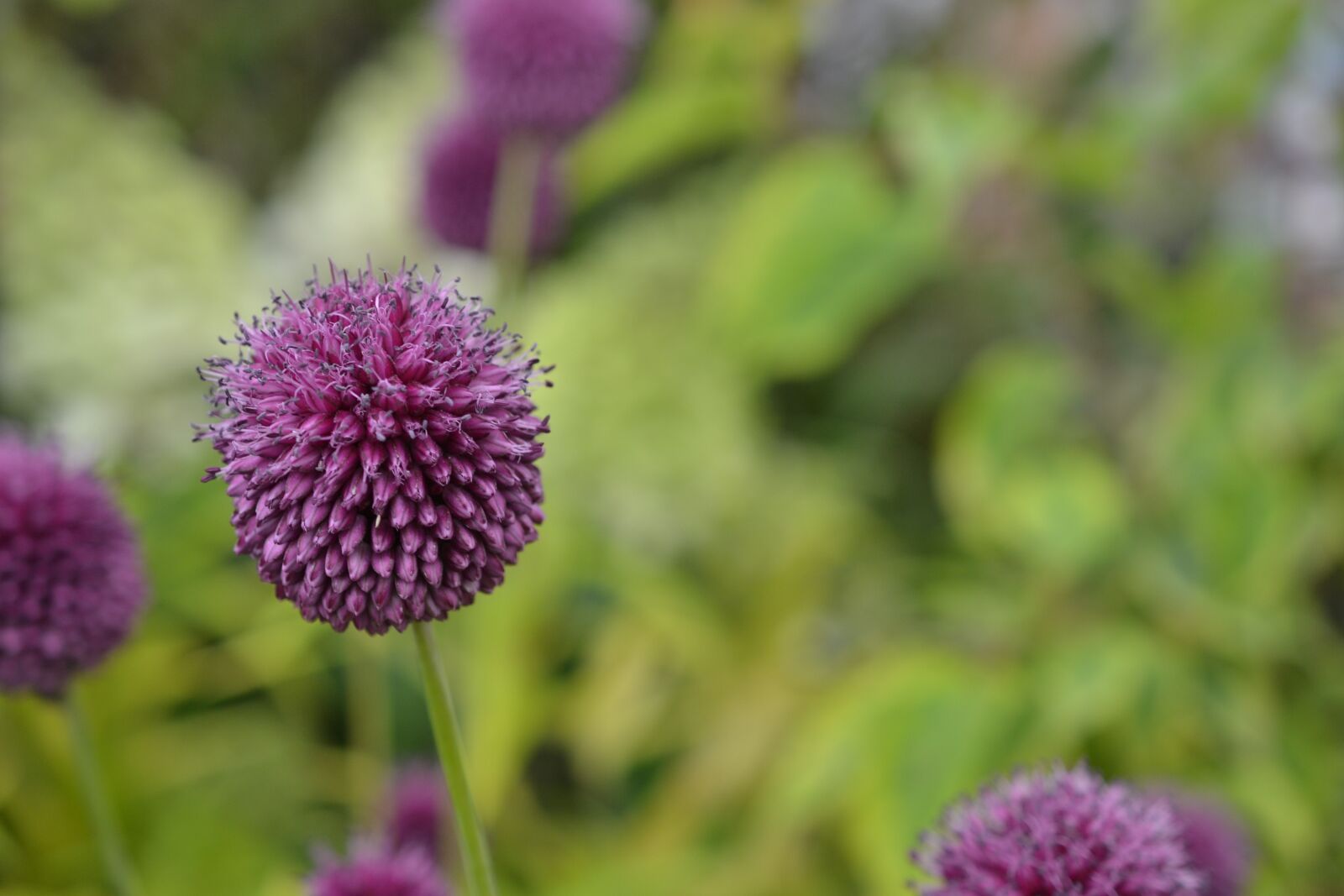 Nikon D3100 sample photo. Flower, purple, purple flowers photography