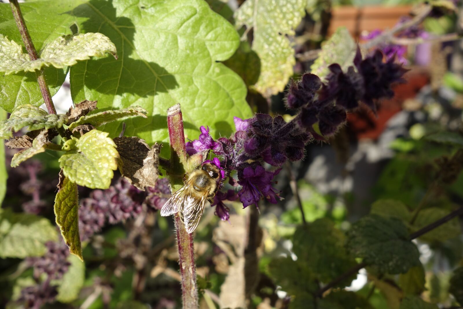Sony Cyber-shot DSC-RX100 sample photo. Honey bee, basil, autumn photography