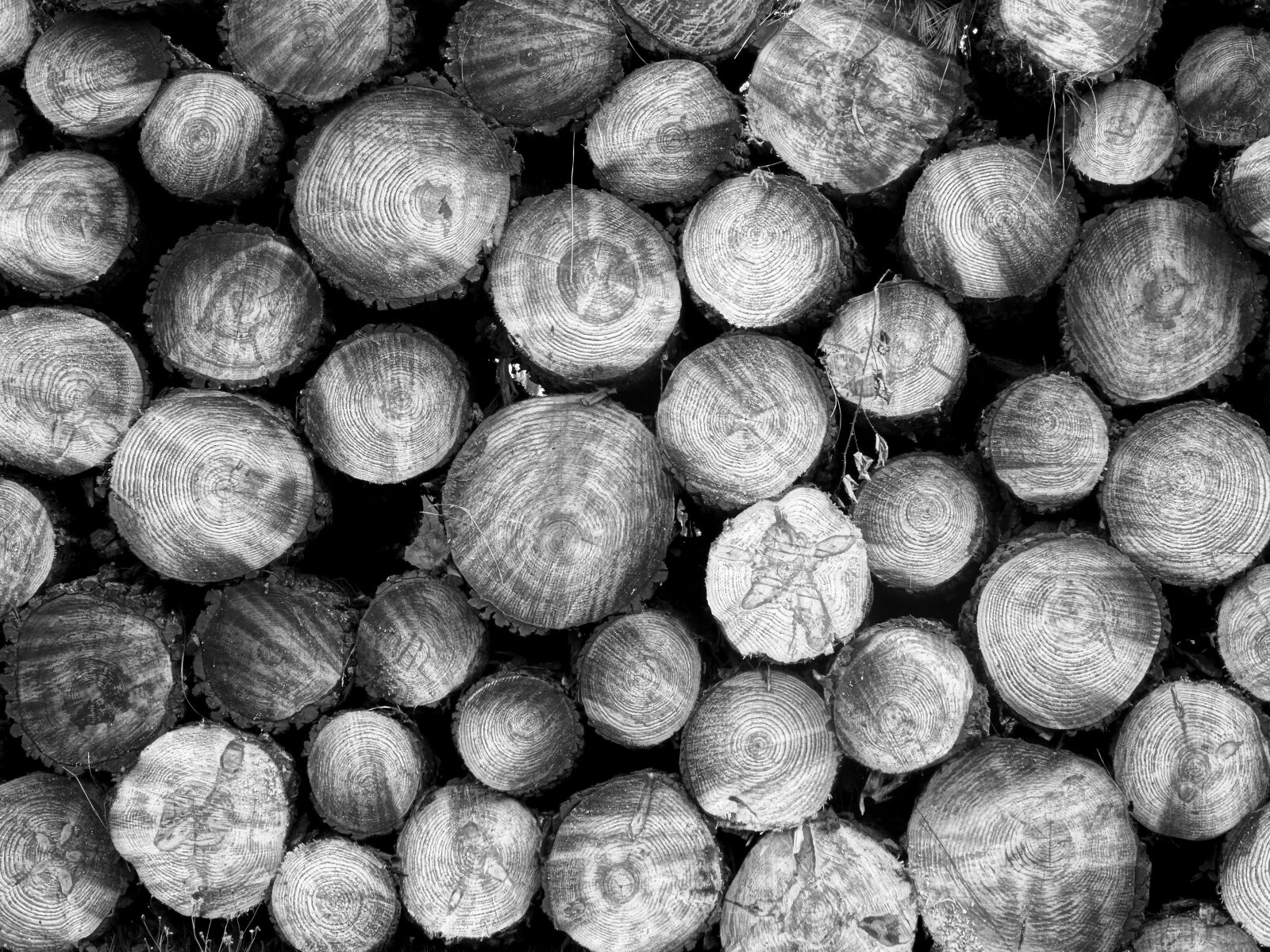 Sony Cyber-shot DSC-HX50V sample photo. Log, wood, holzstapel photography