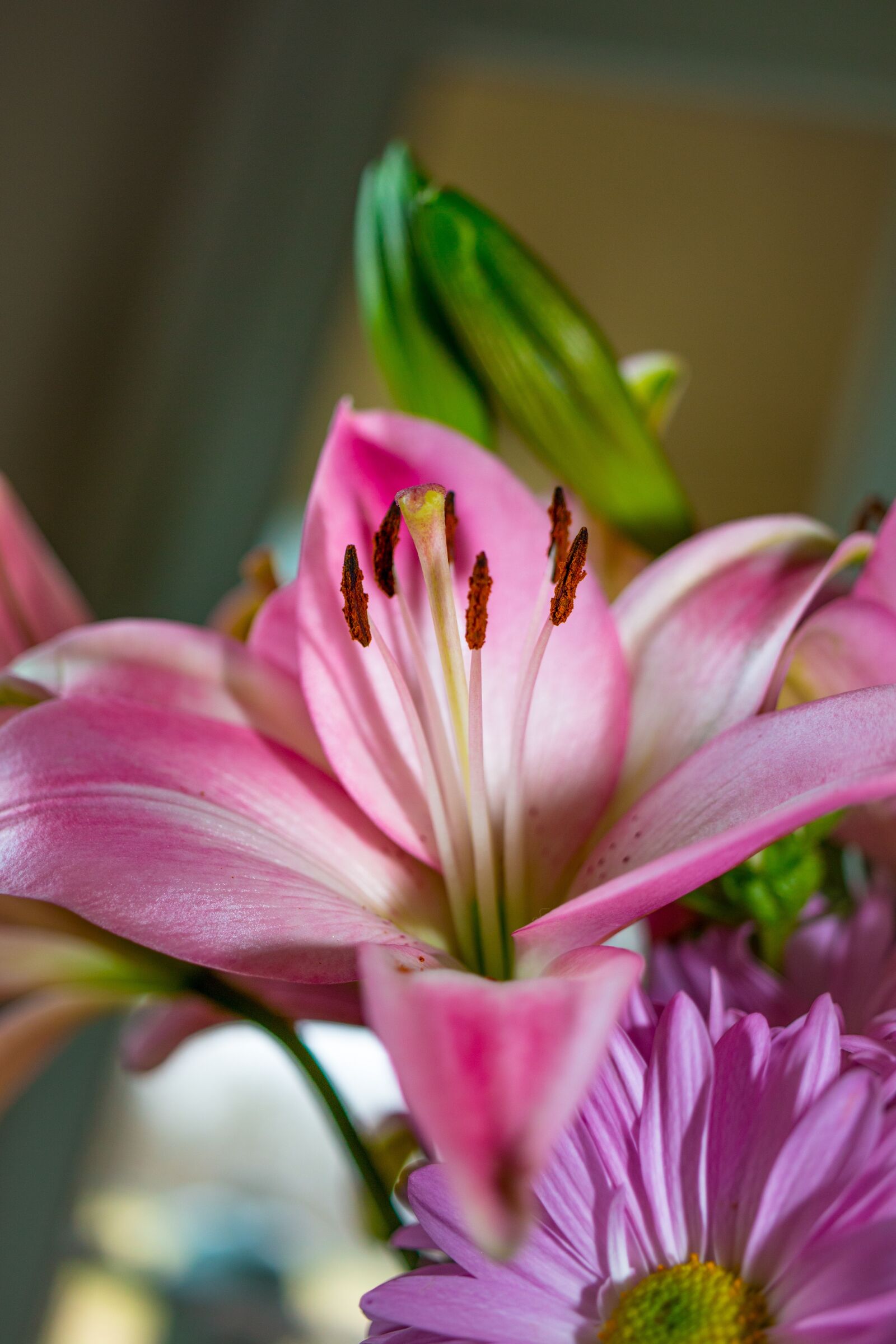 Canon EOS 70D sample photo. Flower, pink, blossom photography