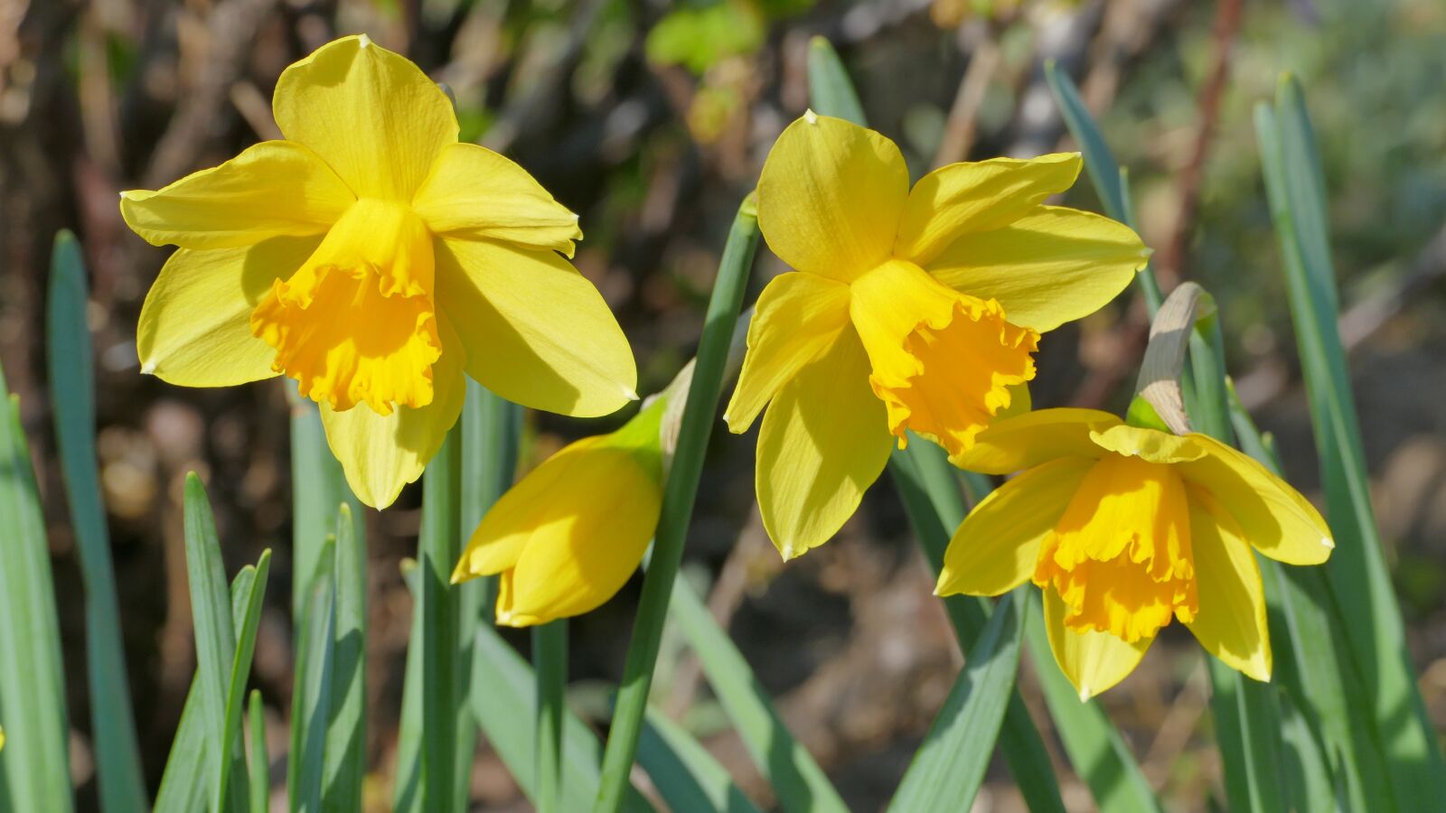 Panasonic Lumix DMC-FZ1000 sample photo. Daffodils, flowers, spring photography