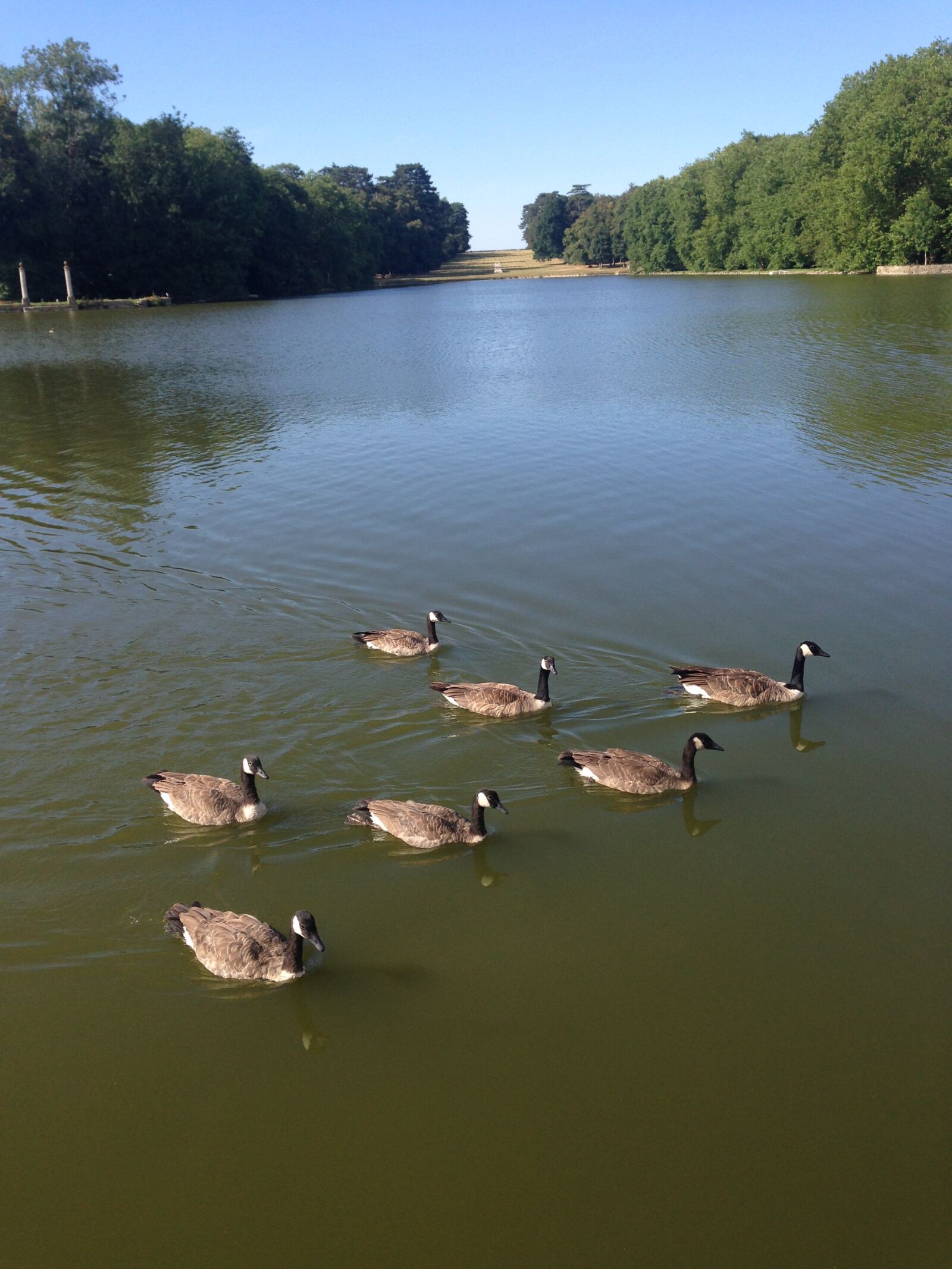 iPhone 5 back camera 4.12mm f/2.4 sample photo. Canadian geese, flock, wildlife photography