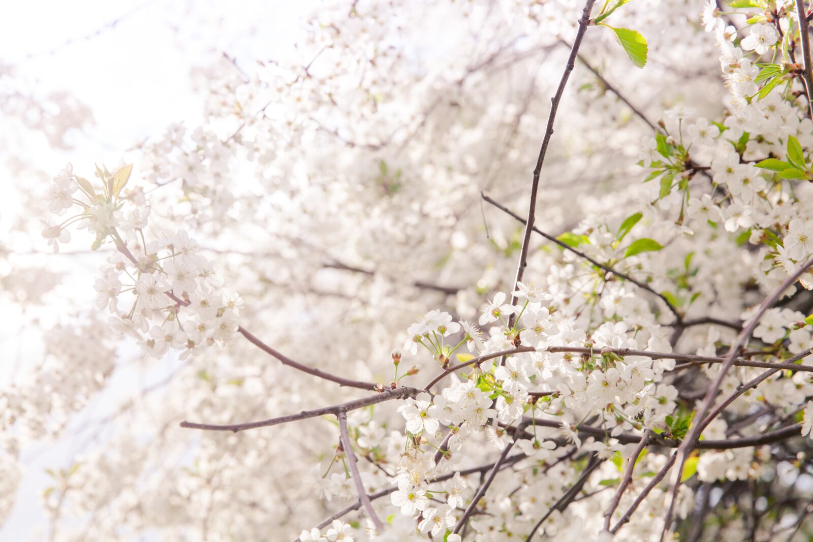 Canon EOS 5D Mark II + Canon EF 24-70mm F2.8L II USM sample photo. Flowers, sakura, flowering tree photography