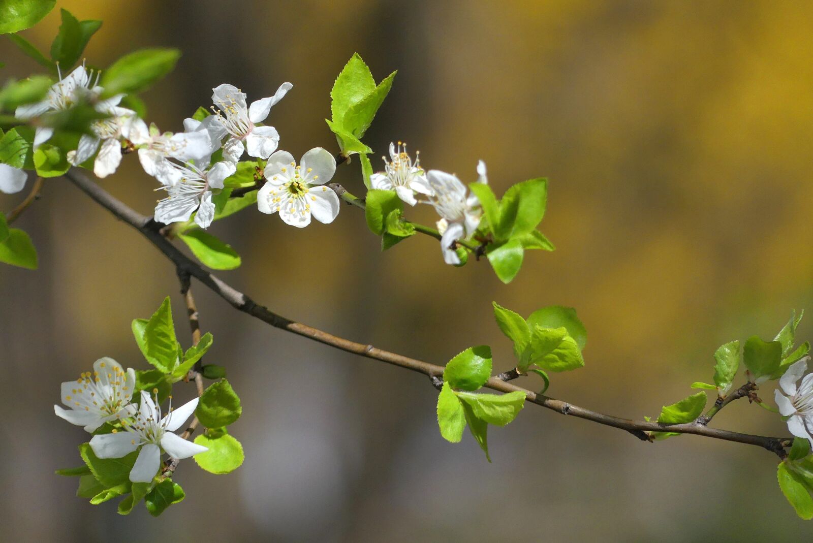 Panasonic Lumix DMC-FZ300 sample photo. Spring, flowers, flowering photography