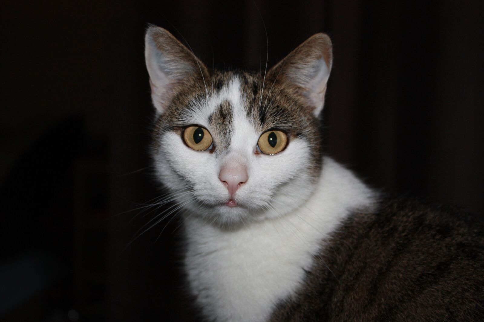 Canon EOS 450D (EOS Rebel XSi / EOS Kiss X2) sample photo. Portrait, cat, pet photography