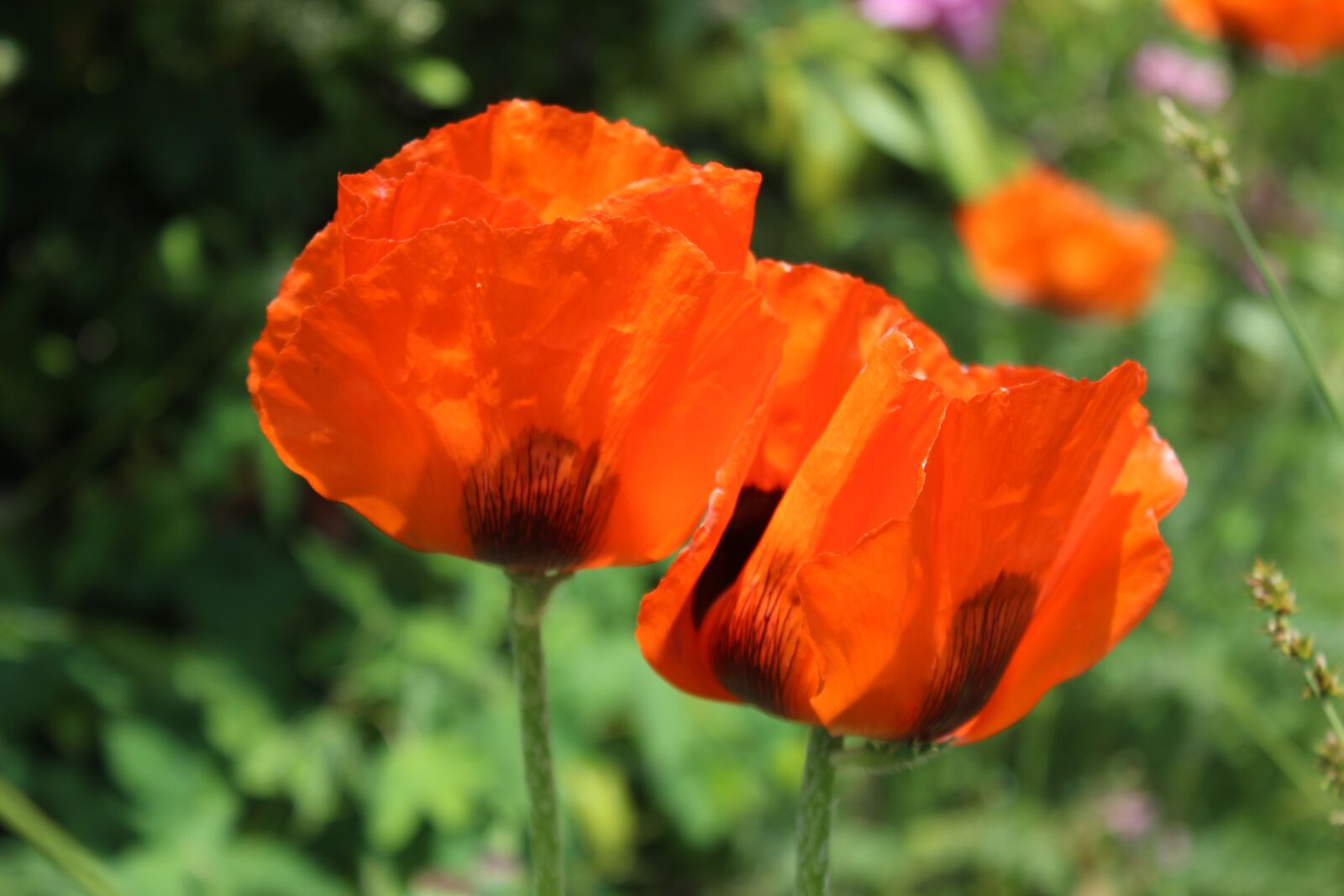Canon EOS 600D (Rebel EOS T3i / EOS Kiss X5) sample photo. Poppy, blossom, bloom photography