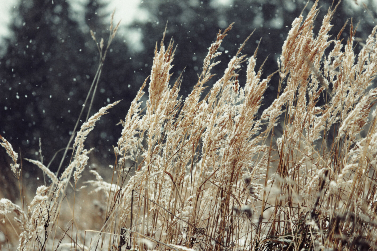 Canon EOS 600D (Rebel EOS T3i / EOS Kiss X5) sample photo. Snowflakes, wheat, winter photography